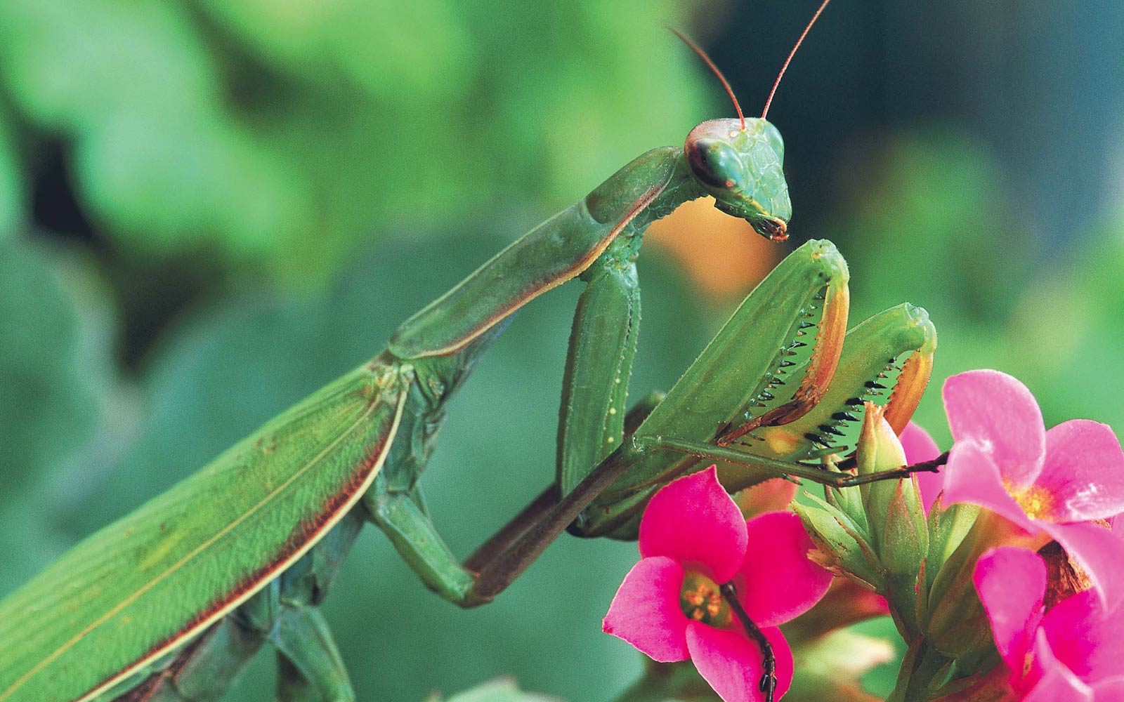 1600x1000 Praying Mantis Wallpaper