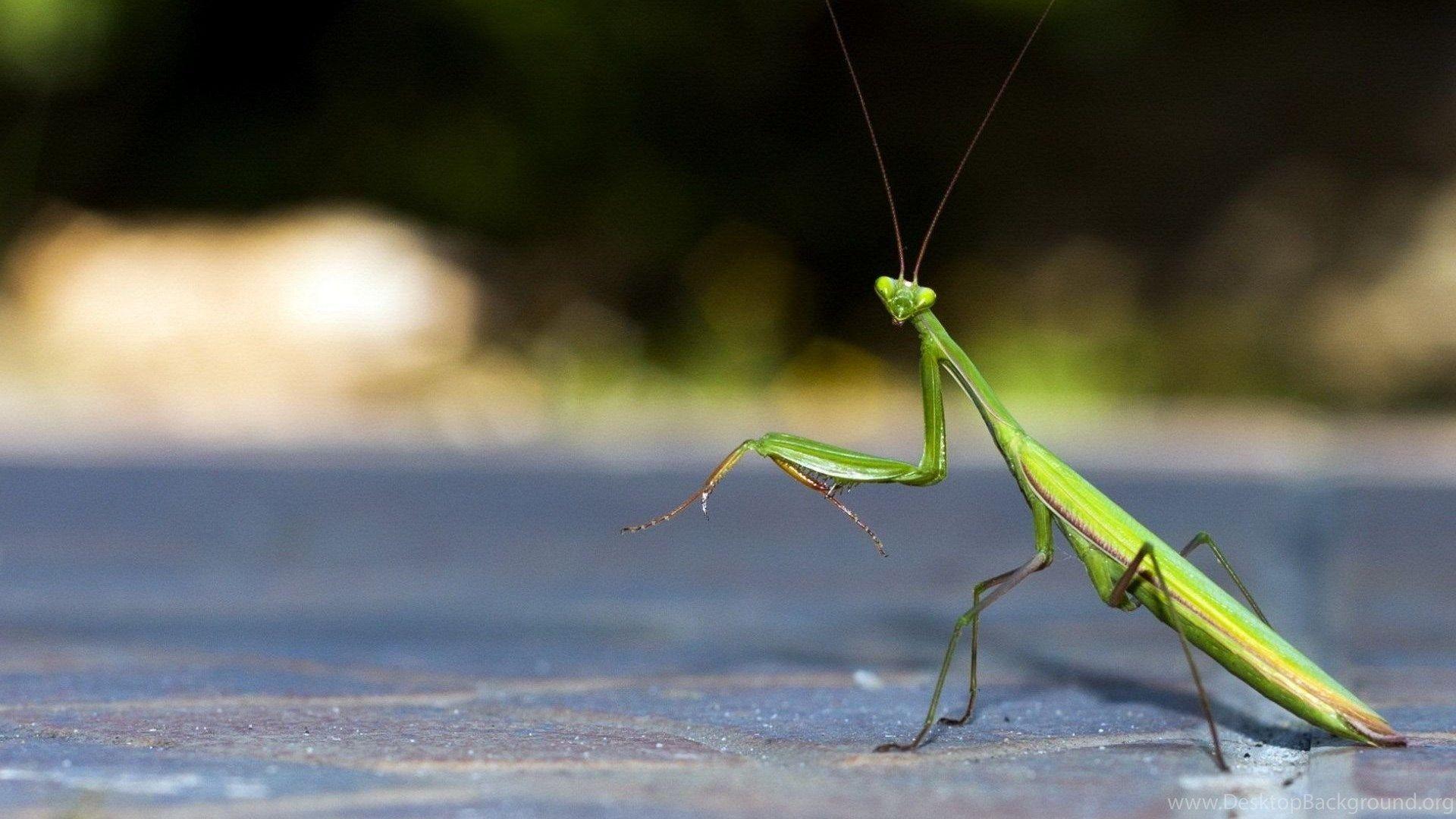 Praying Mantis Wallpapers - Top Free Praying Mantis Backgrounds ...