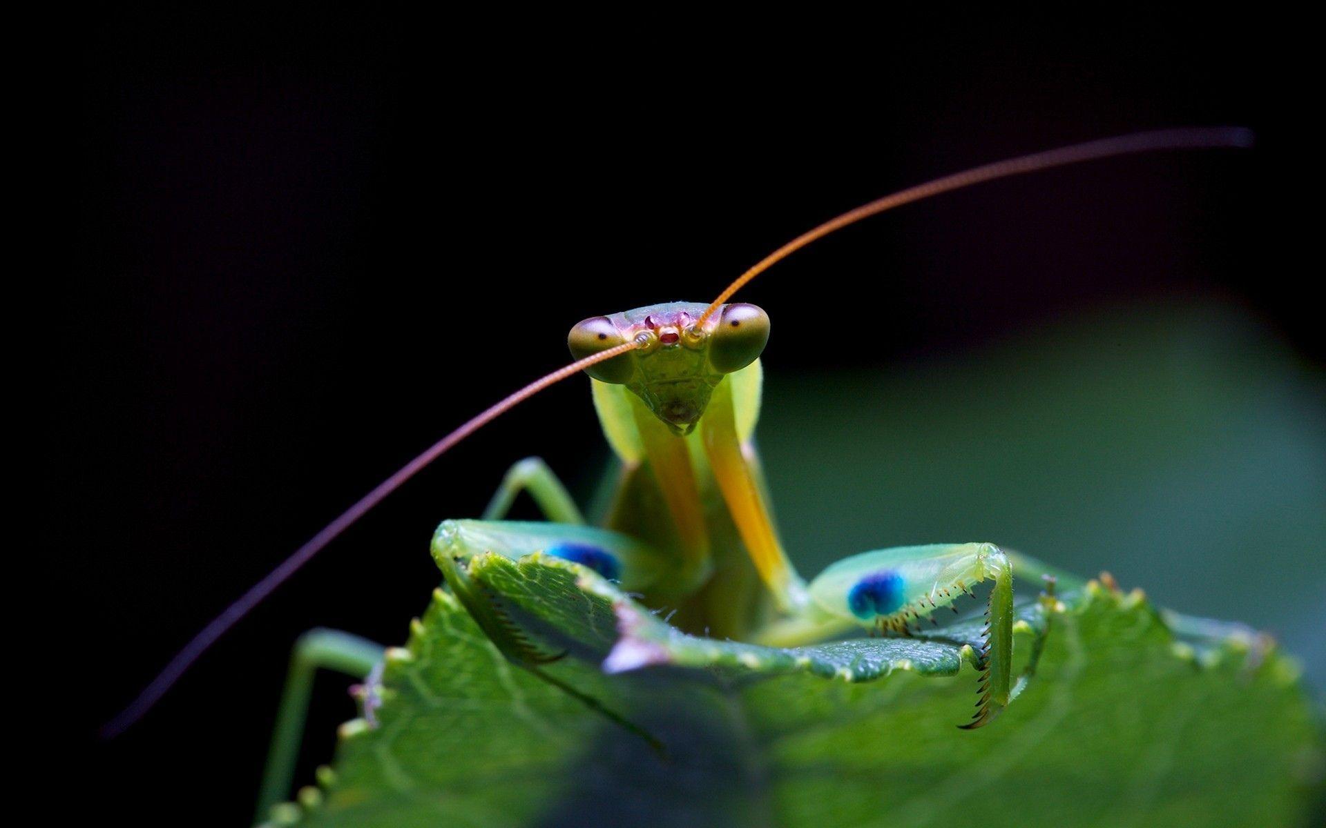 1920x1200 Praying Mantis. Praying mantis, Photography wallpaper, Wallpaper