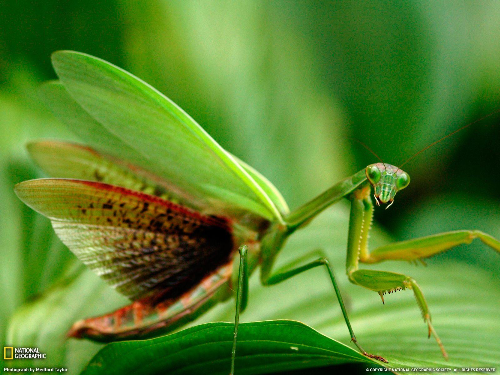 1600x1200 Praying Mantis Wallpaper collection Mantises Wallpaper