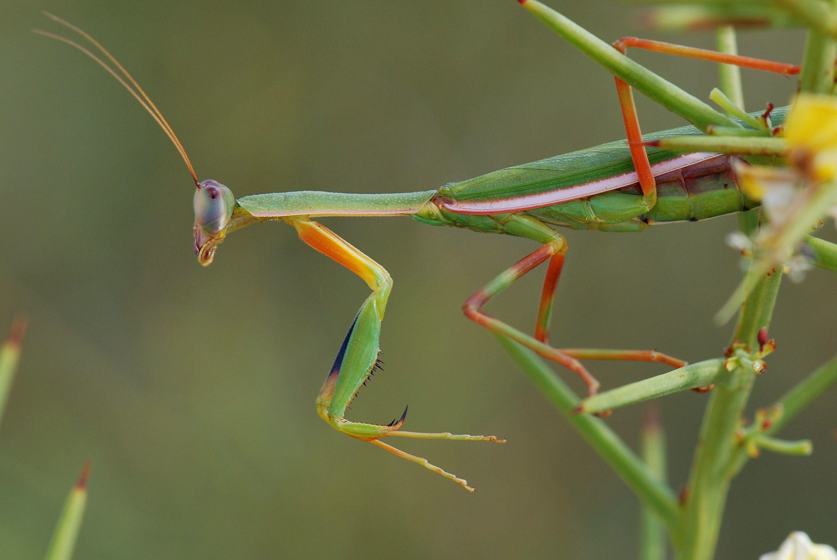 2830x1893 Praying Mantis HD Wallpaper