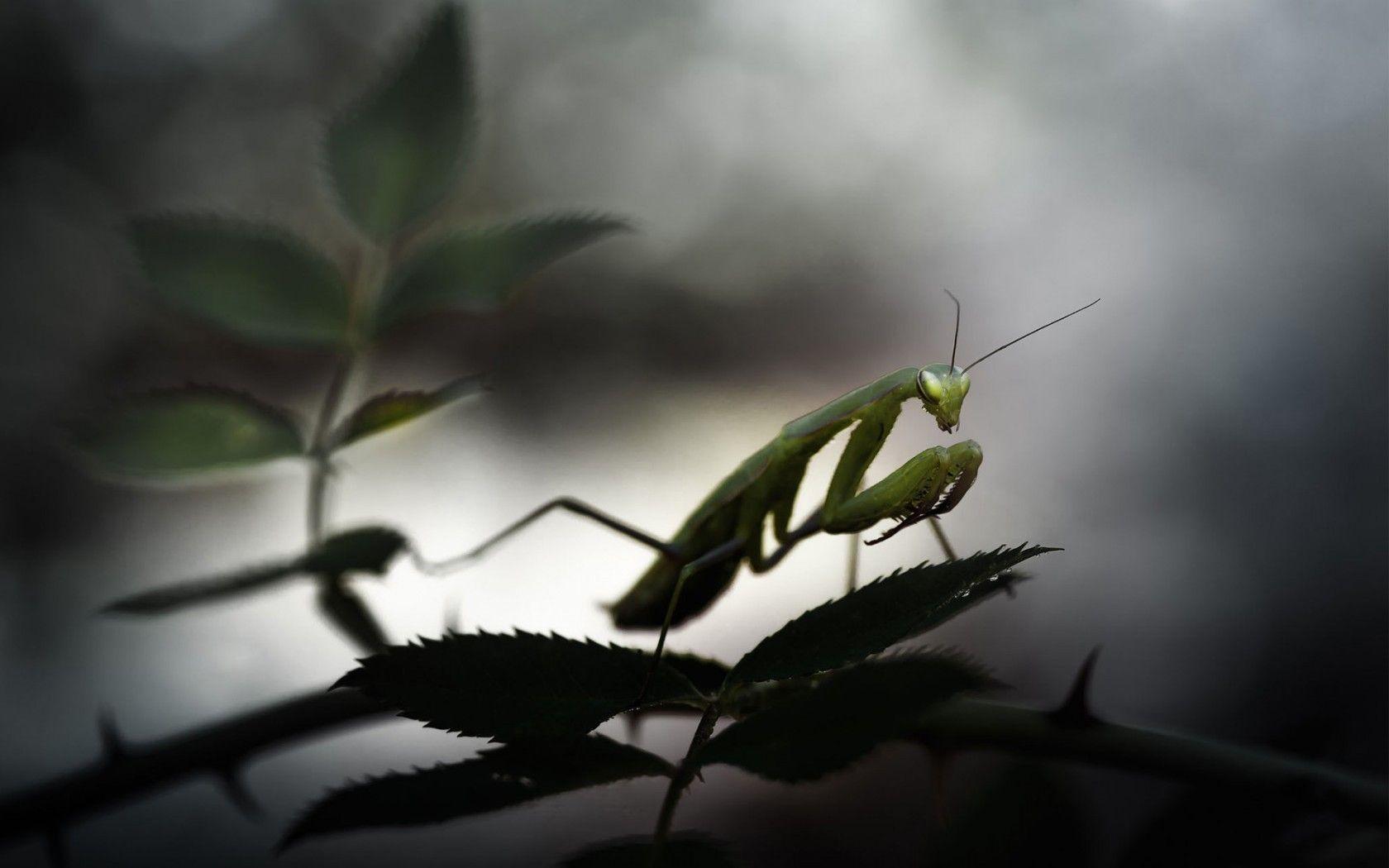 1680x1050 Animals mantis Praying Mantis wallpaperx1050