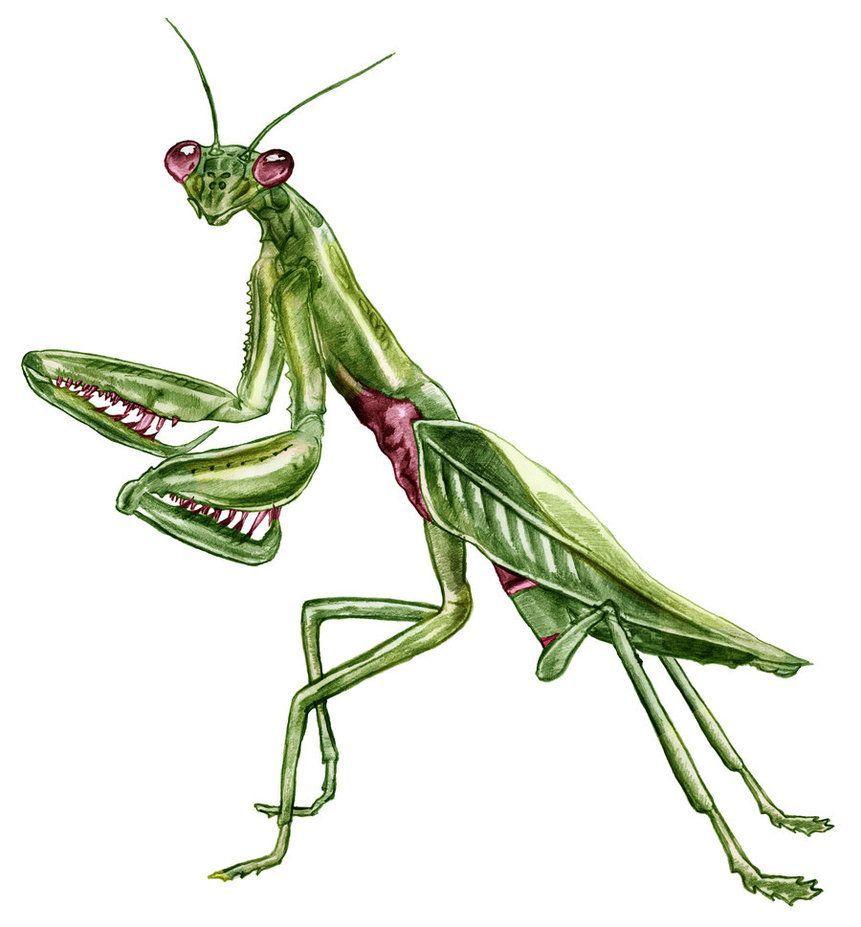 861x927 Praying Mantis Drawing. Wallpaper Gallery. Mantis tattoo