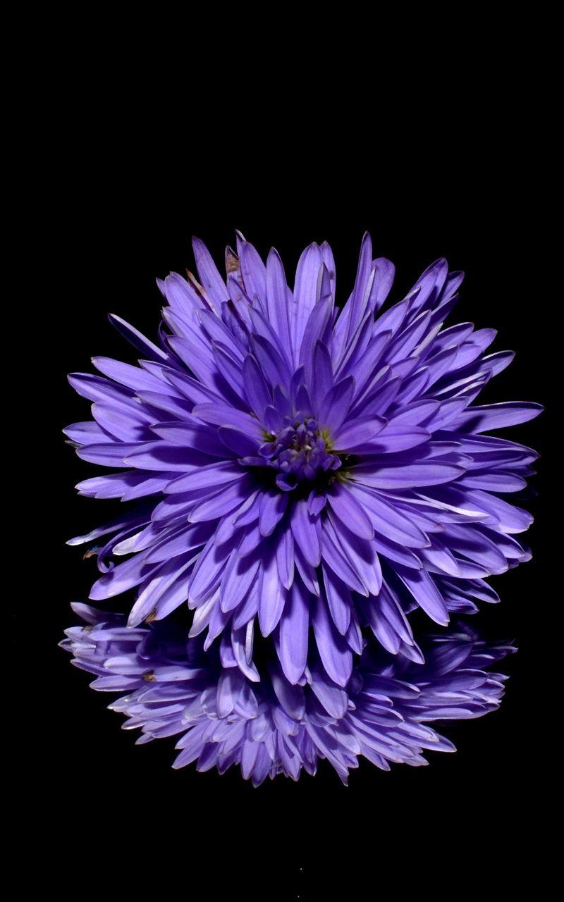 800x1280 Background HD Wallpaper