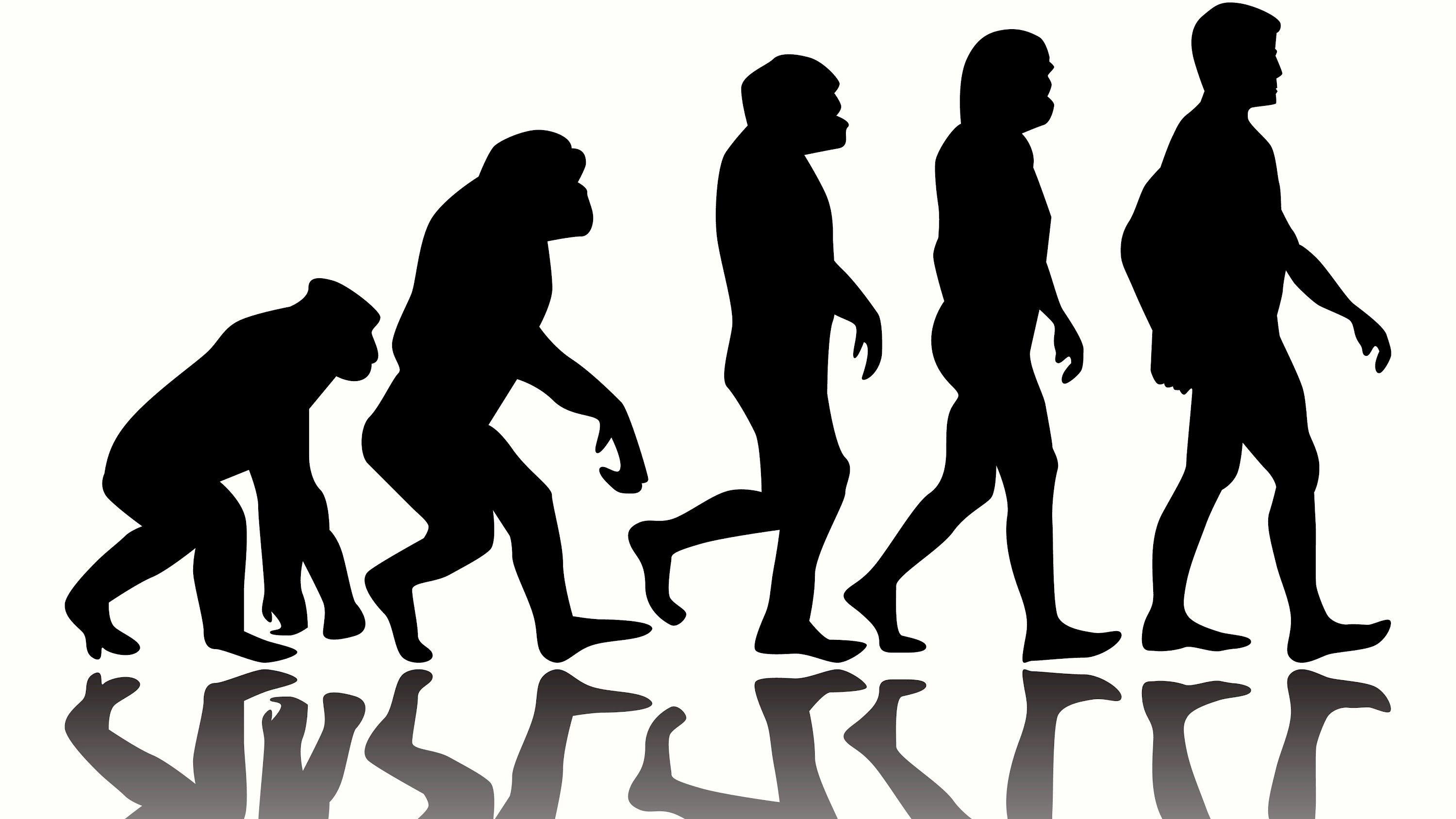 В чем проявляется развитие человека. Human Evolution Эволюция человека. Эволюция обезьяны в человека. От обезьяны к человеку.