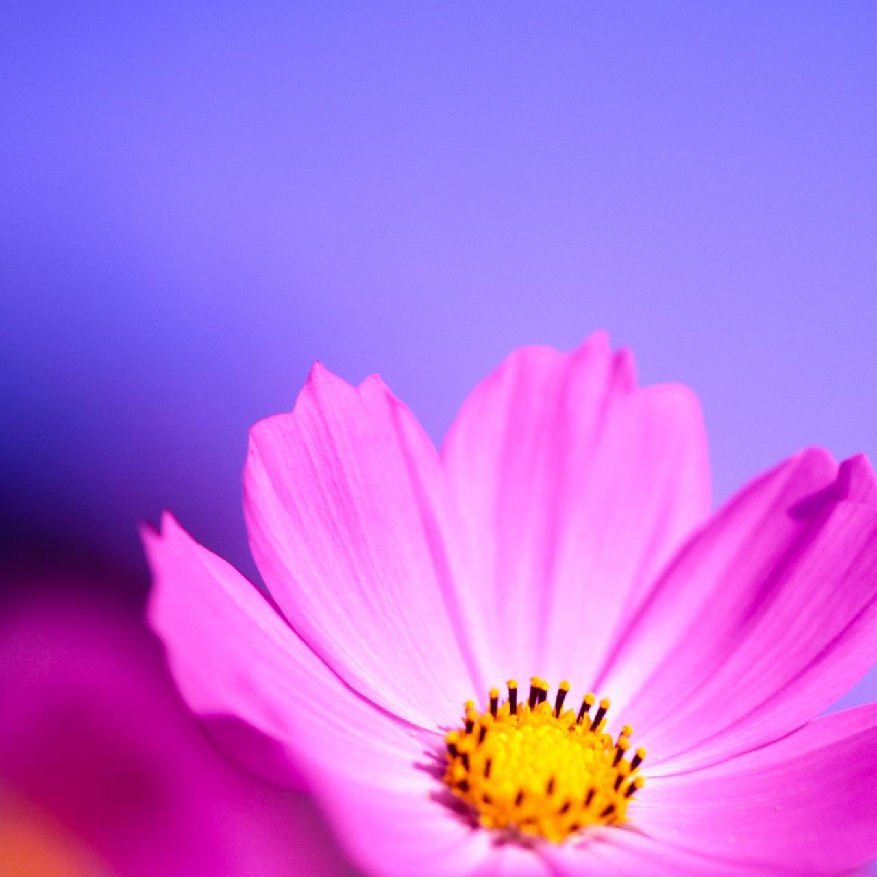 1280x1280 Blackberry Z10 Wallpaper Flower Wallpaper For iPhone, HD