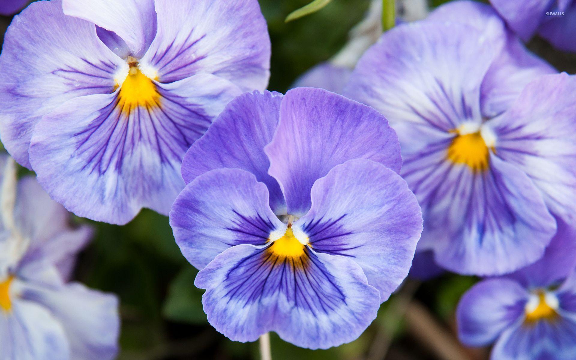 Pansy Wallpapers - Top Free Pansy Backgrounds - WallpaperAccess