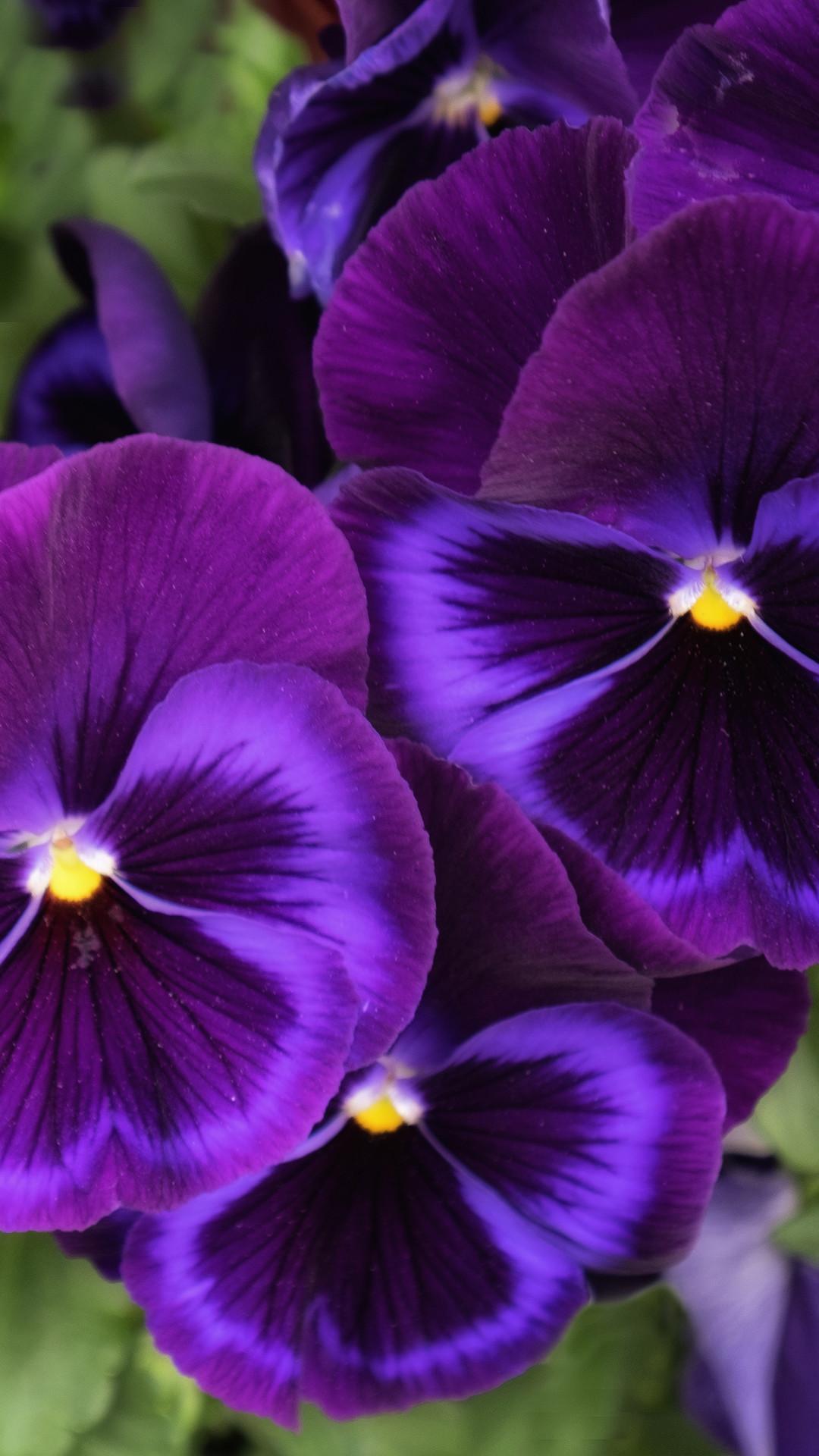 Pansy Wallpapers - Top Free Pansy Backgrounds - WallpaperAccess