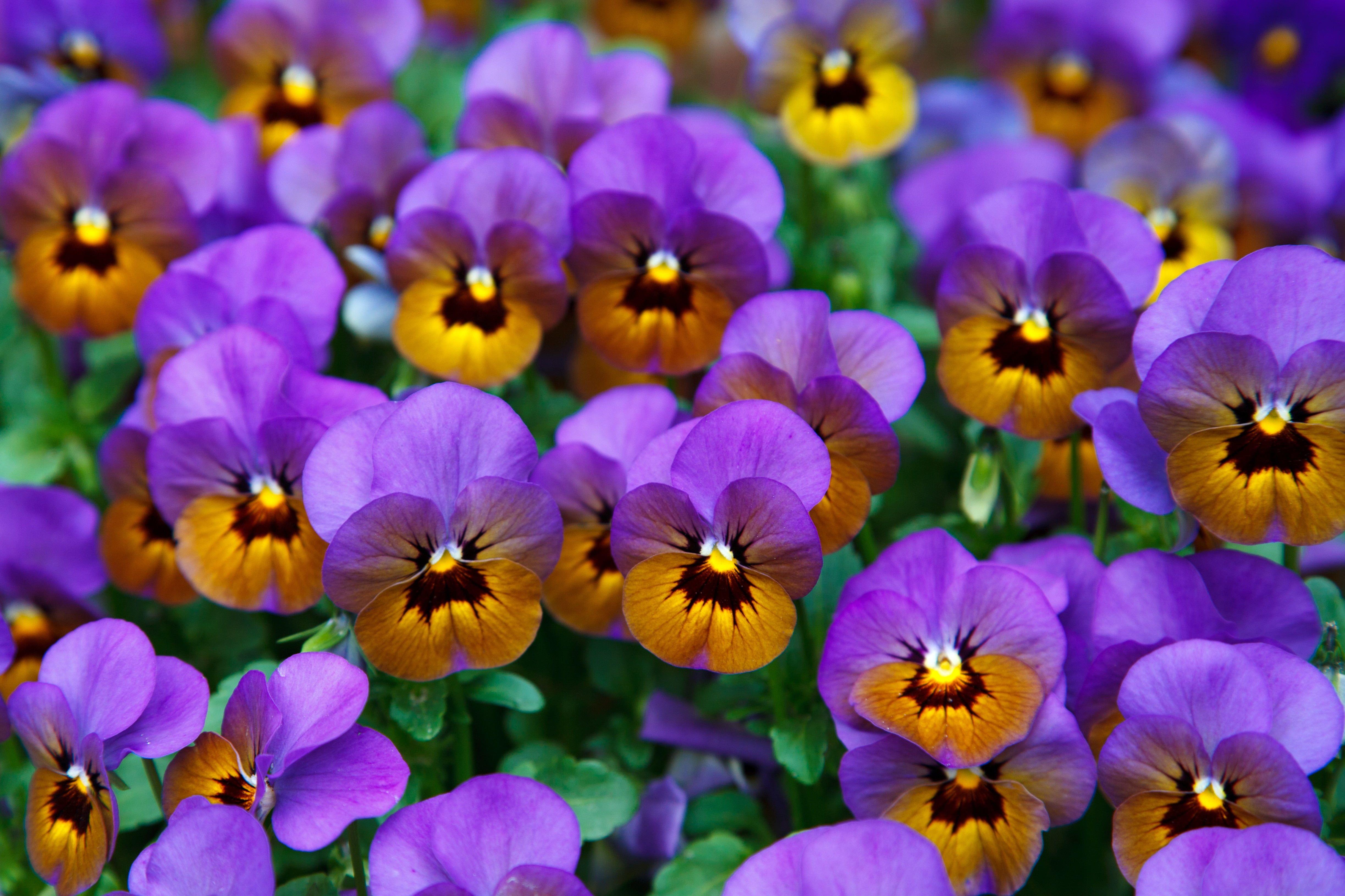 4892x3261 Purple And Brown Pansy Flowers HD Wallpaper