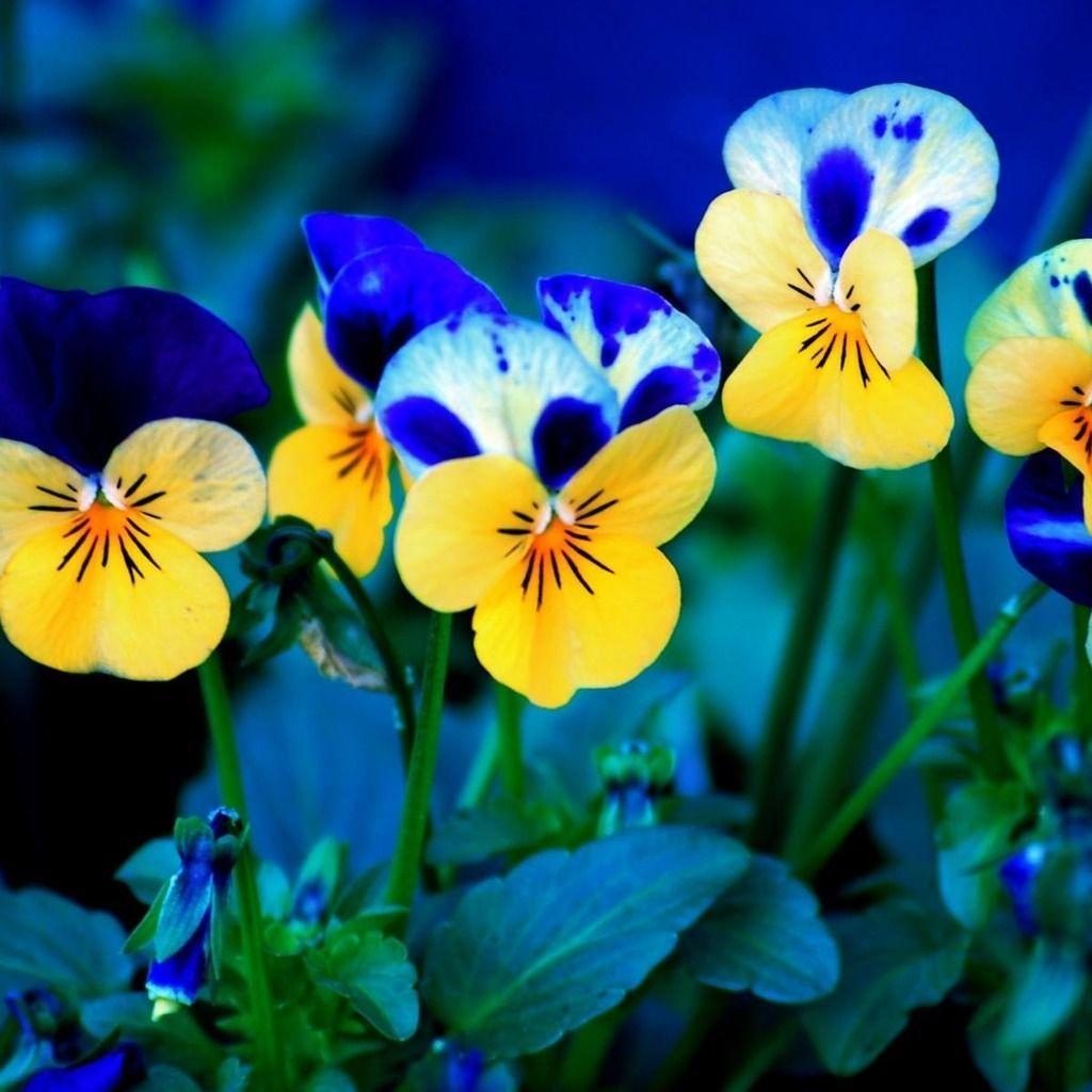 1024x1024 Pansy Flowers iPad Wallpaper. Pansies flowers, Flower wallpaper