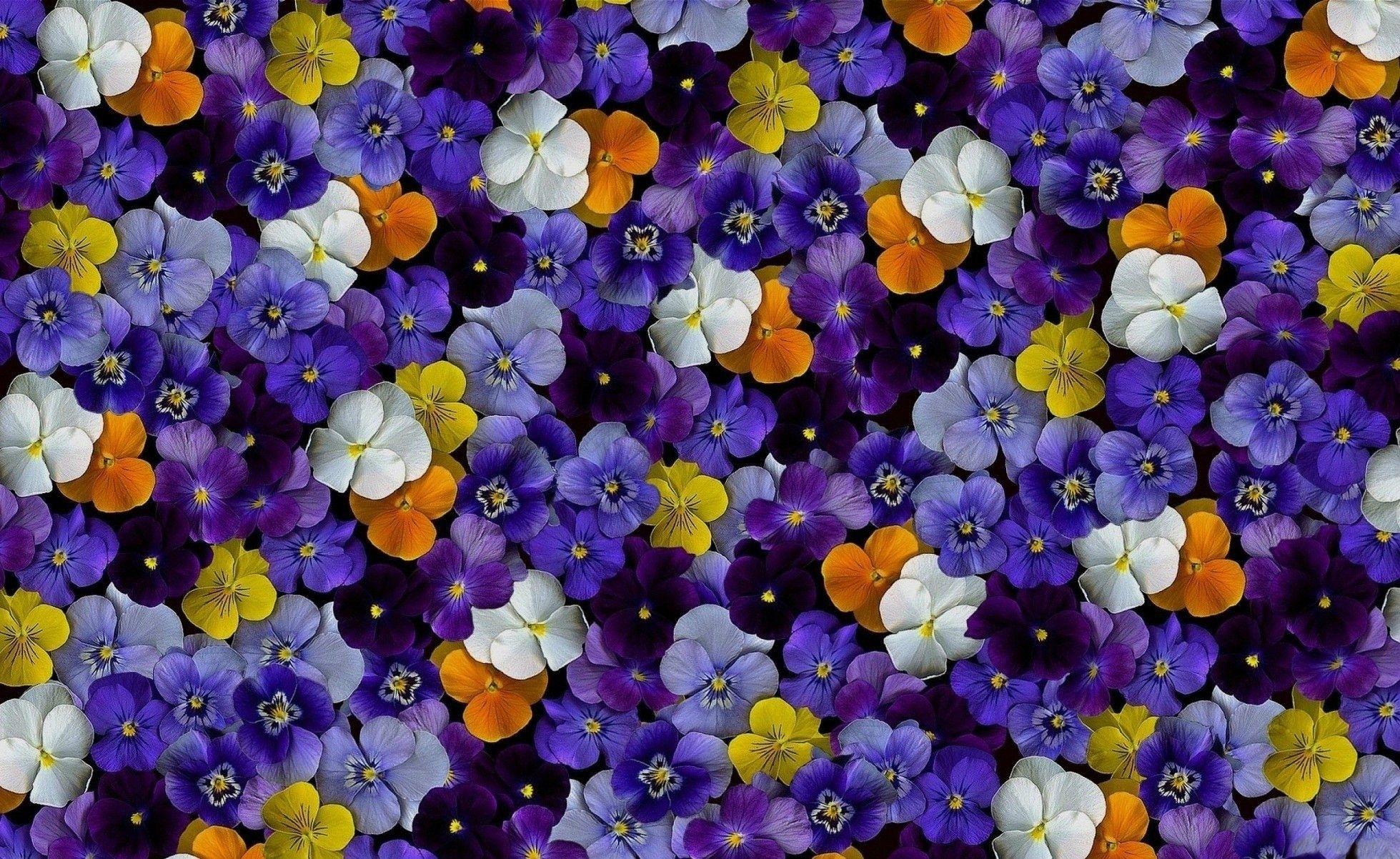 Pansy Wallpapers - Top Free Pansy Backgrounds - WallpaperAccess