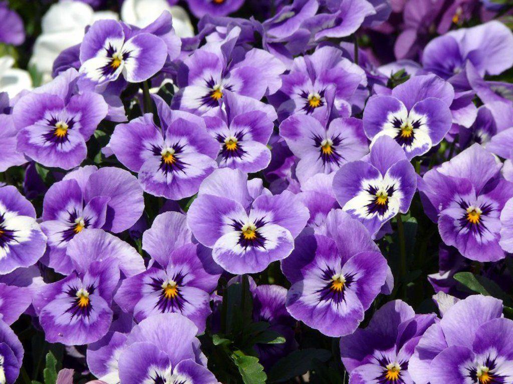 1024x768 Pansy Flowers Wallpaper, Dark Purple Pansy Flowers Wallpaper
