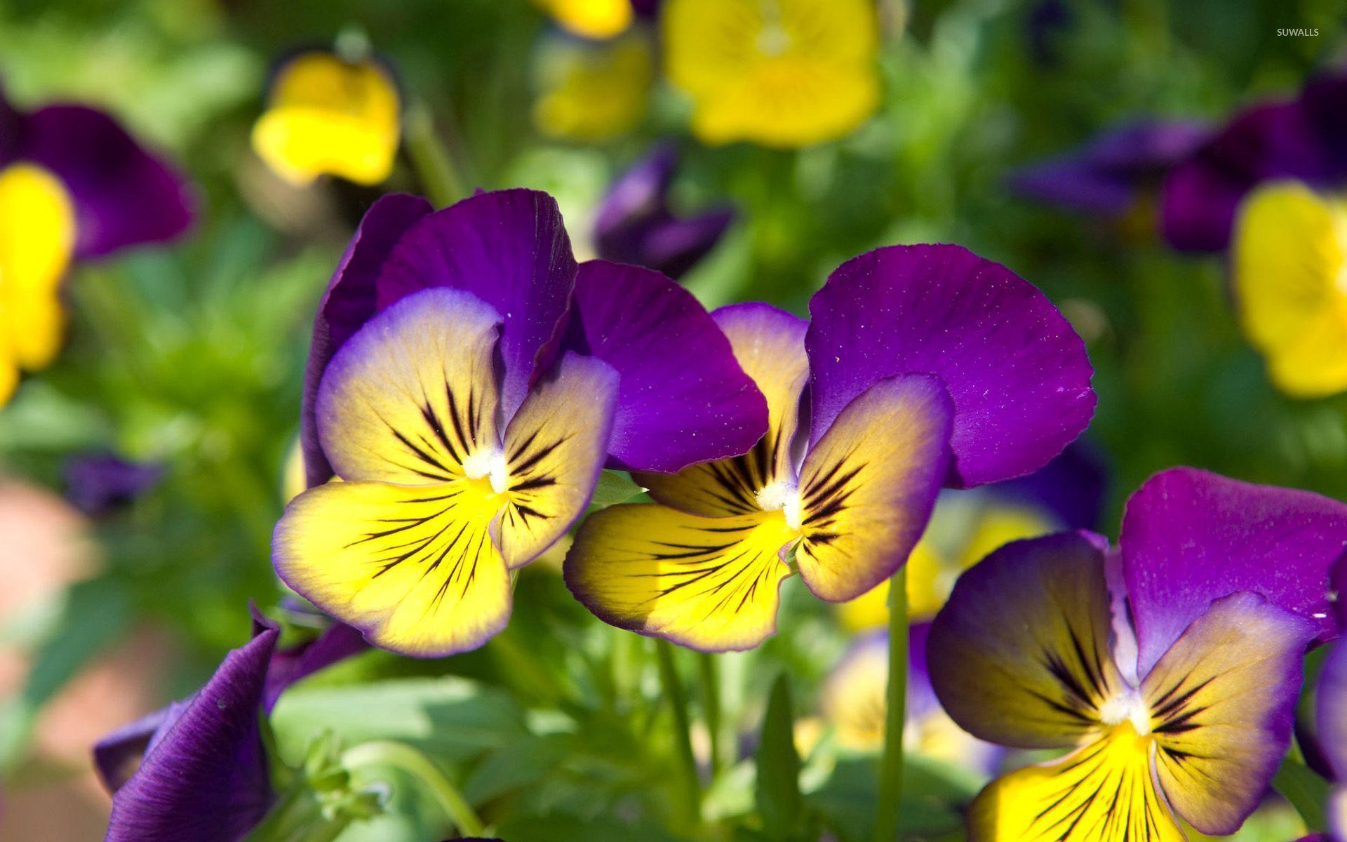 Pansy Flowers Wallpapers - Top Free Pansy Flowers Backgrounds