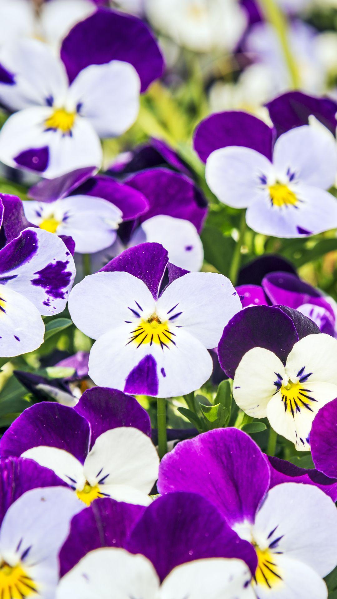 Pansies Wallpapers - Top Free Pansies Backgrounds - WallpaperAccess
