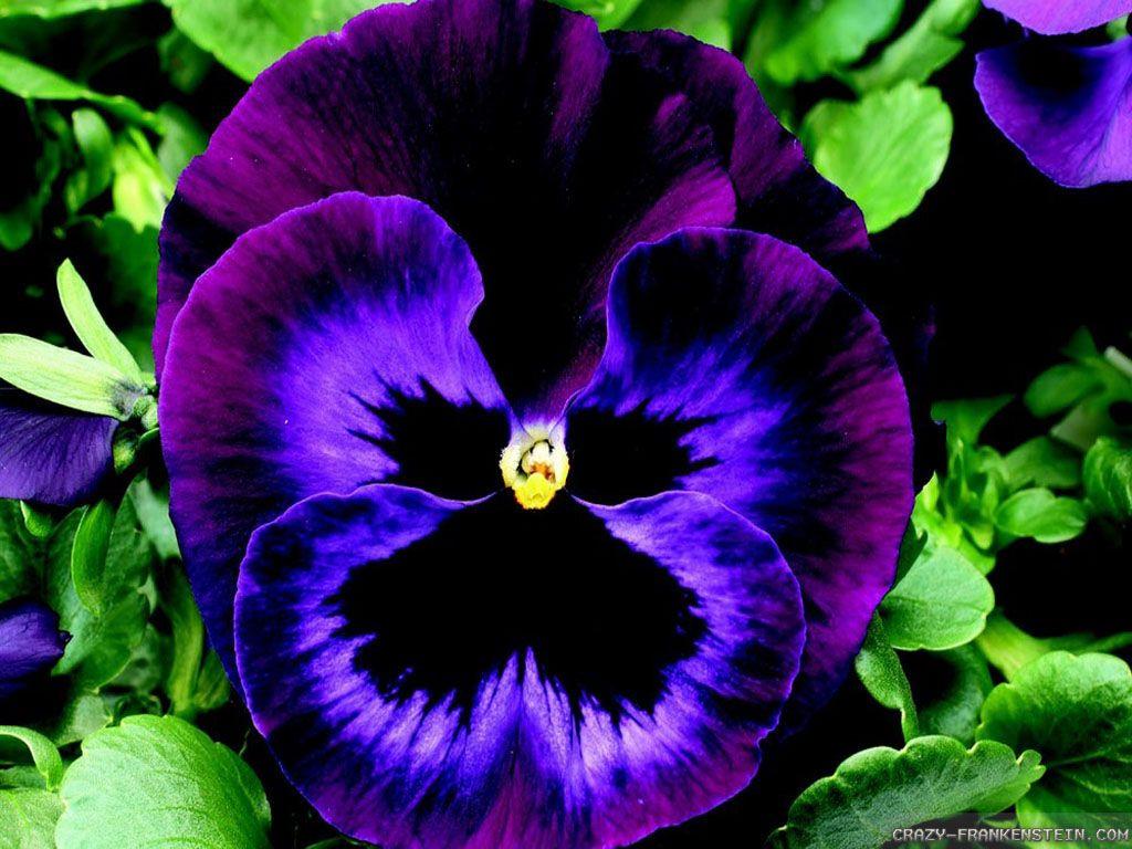 1024x768 Pansy wallpaper