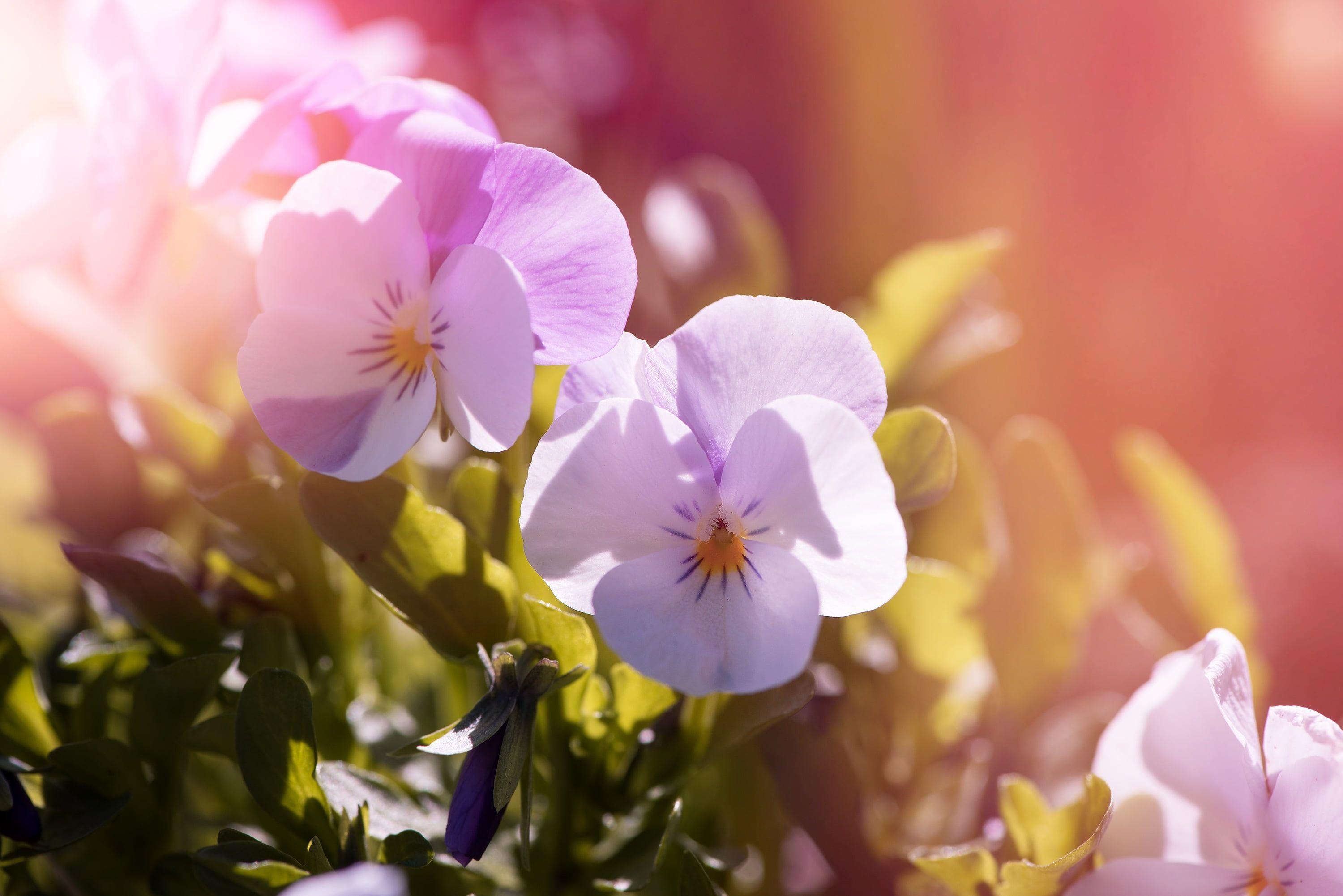3000x2003 Purple pansy flowers in closeup photography HD wallpaper