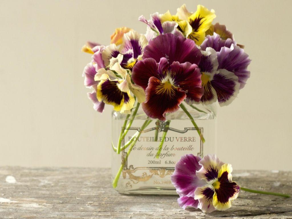 1024x768 Free download Pansy Flowers Wallpaper HD Picture One HD