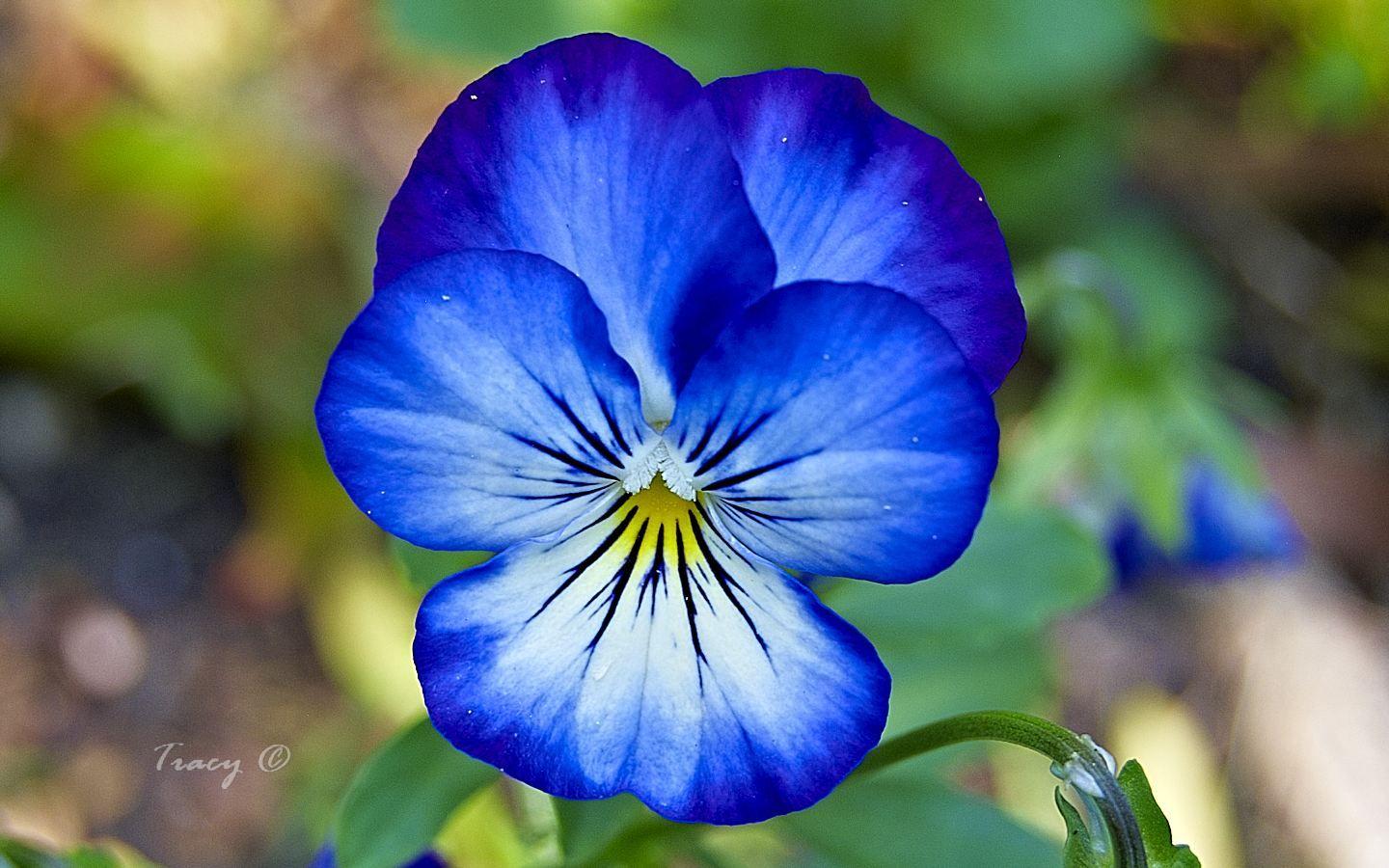 1440x900 Pansy wallpaper, Earth, HQ Pansy pictureK Wallpaper 2019