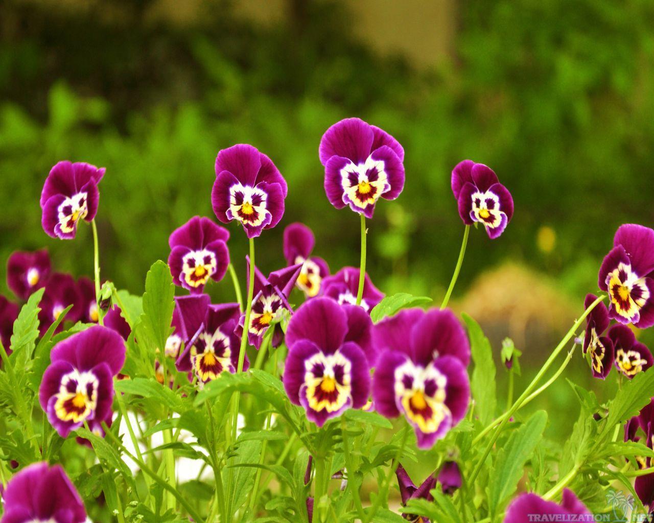 1280x1024 Pansies flowers wallpaperx1024