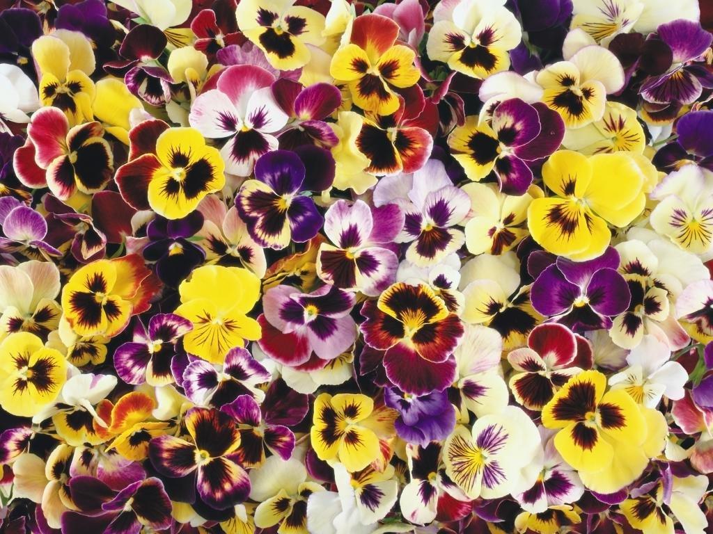 Pansy Wallpapers - Top Free Pansy Backgrounds - WallpaperAccess