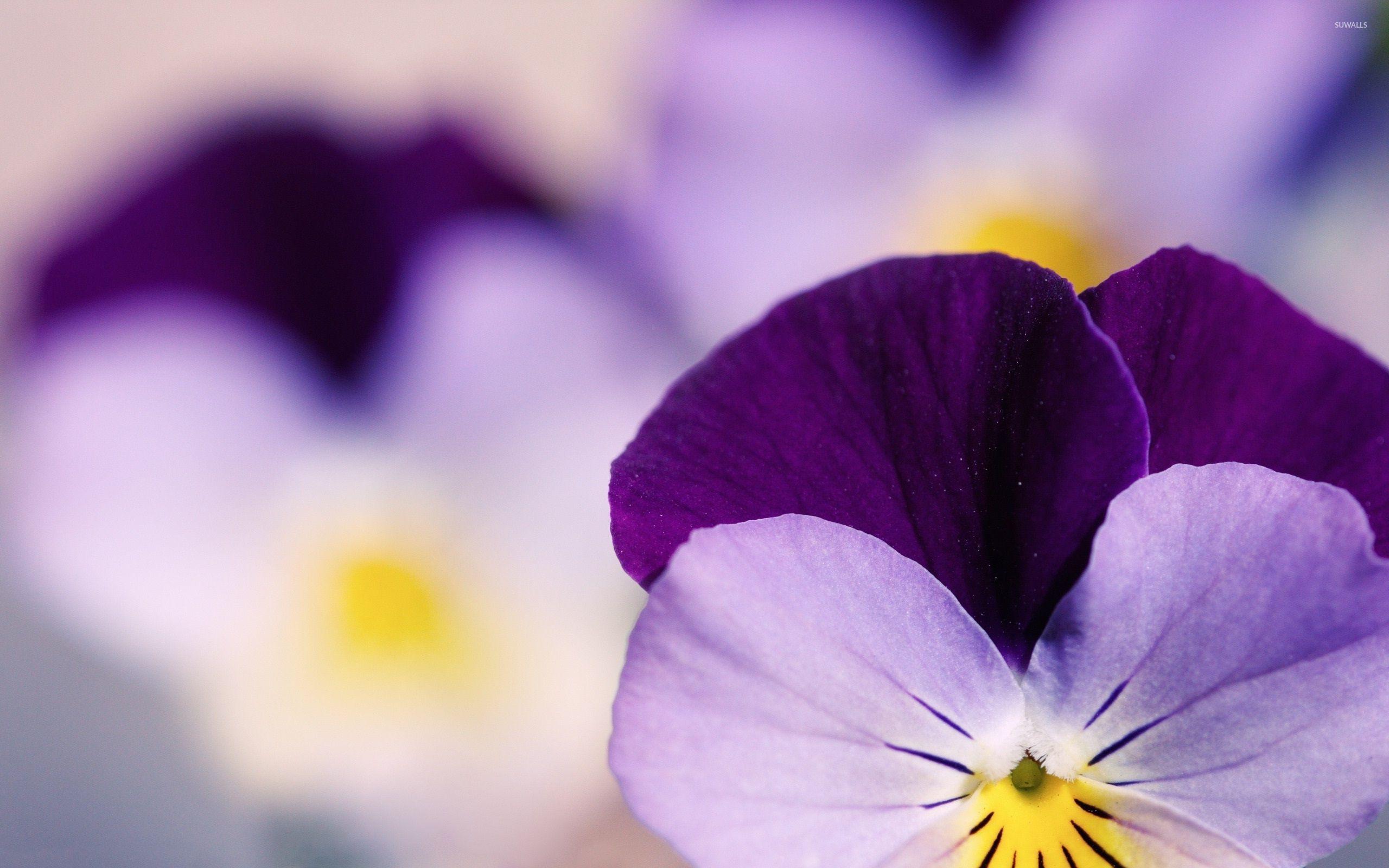 Pansy Wallpapers - Top Free Pansy Backgrounds - WallpaperAccess