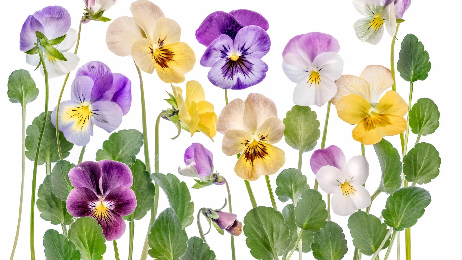 Pansy Wallpapers - Top Free Pansy Backgrounds - WallpaperAccess