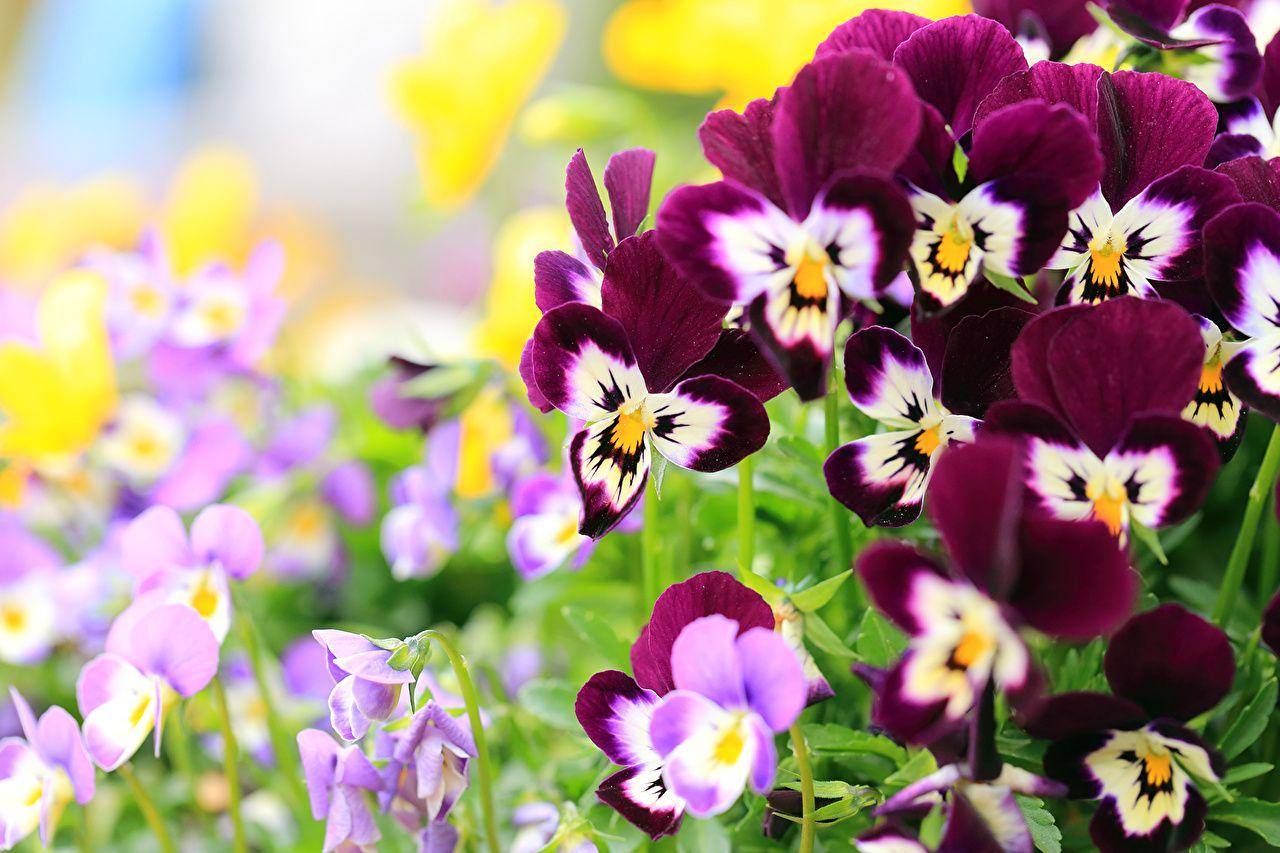 1280x853 Desktop Wallpaper heartsease flower Closeup