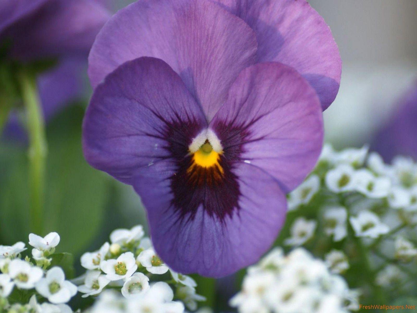 1600x1200 Purple pansy wallpaper