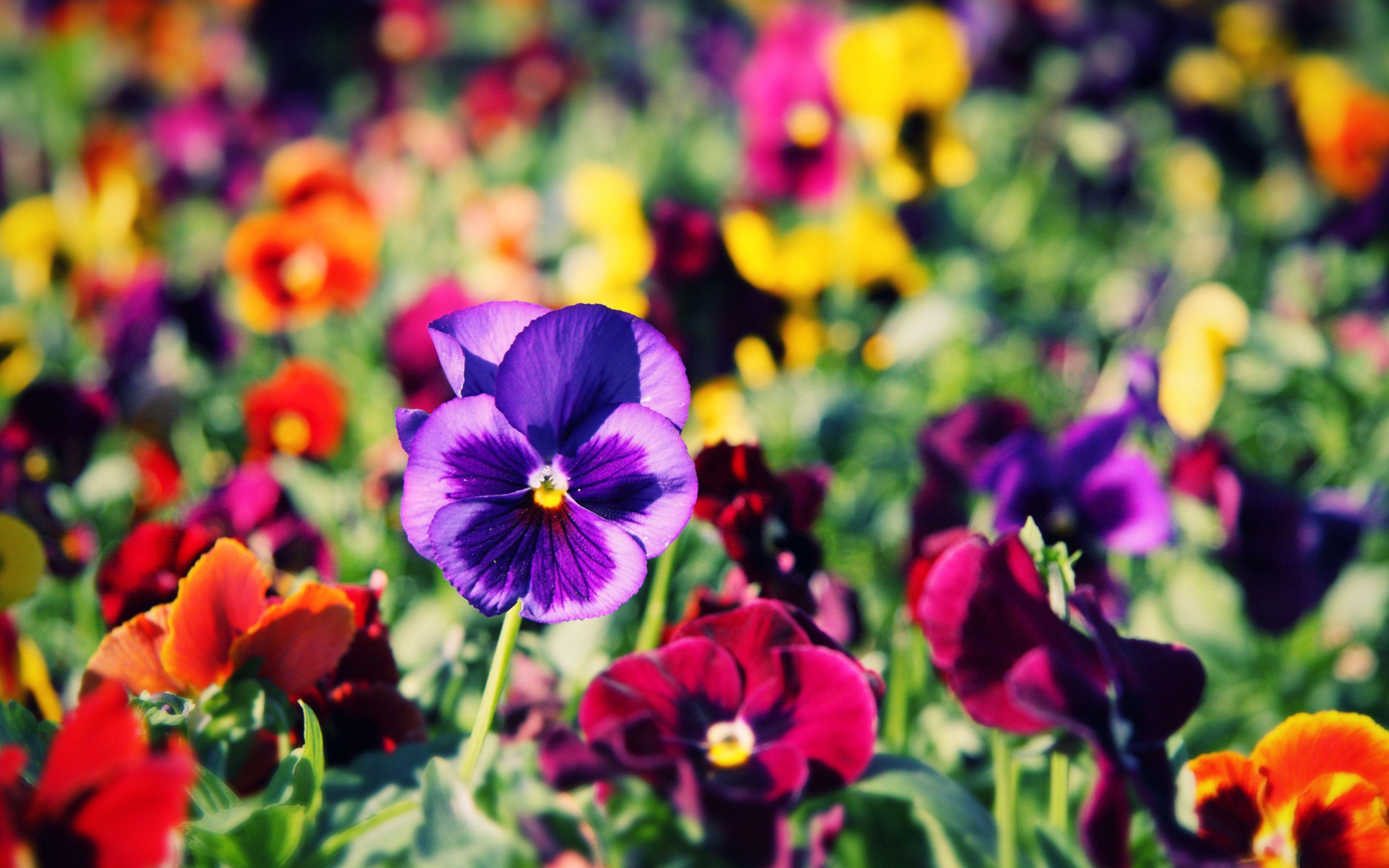 Pansy Wallpapers - Top Free Pansy Backgrounds - WallpaperAccess
