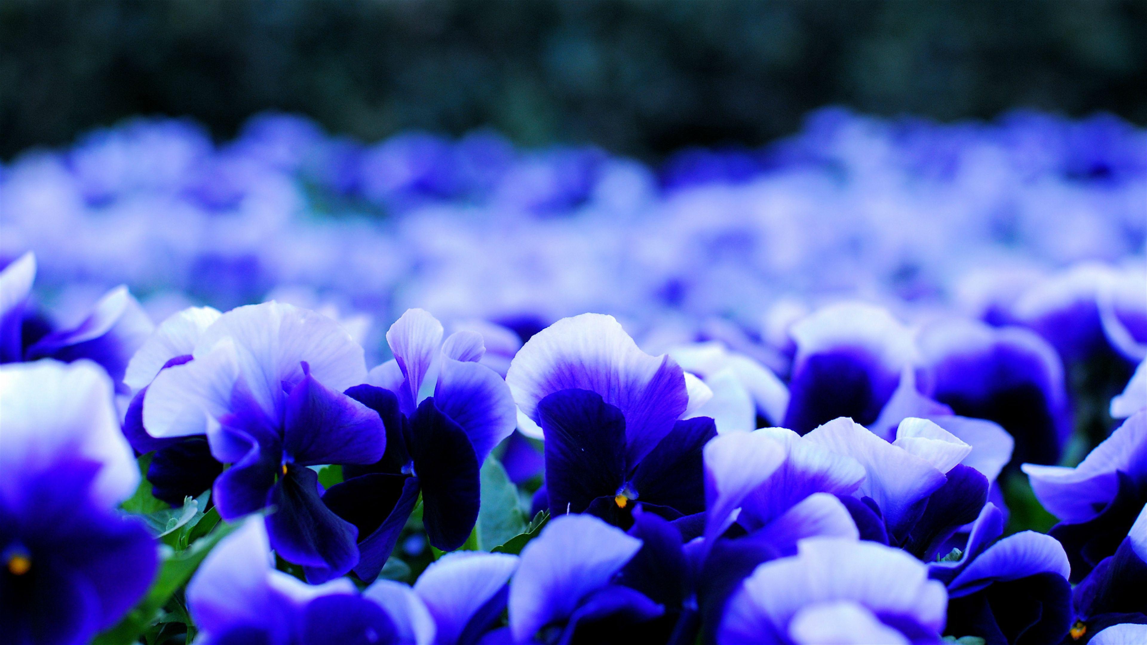 3840x2160 Pansy Flowers Widescreen Wallpaper 50007 3840x2160px