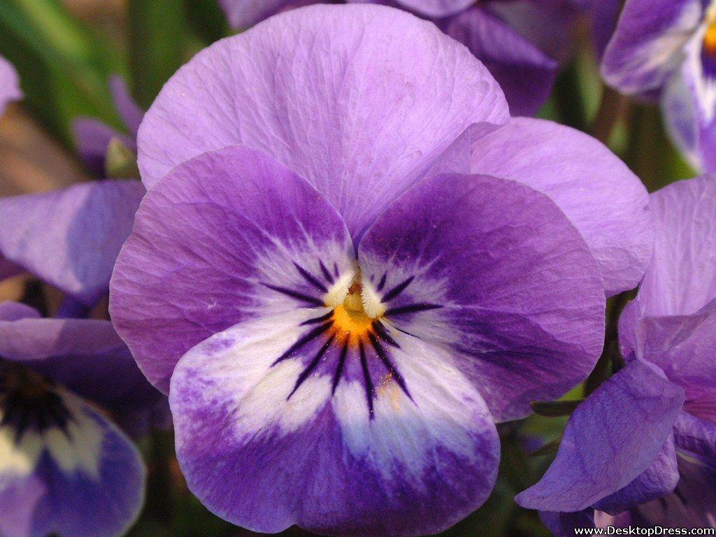 1024x768 Free download Pin Pansy Flower Wallpaper [1024x768]