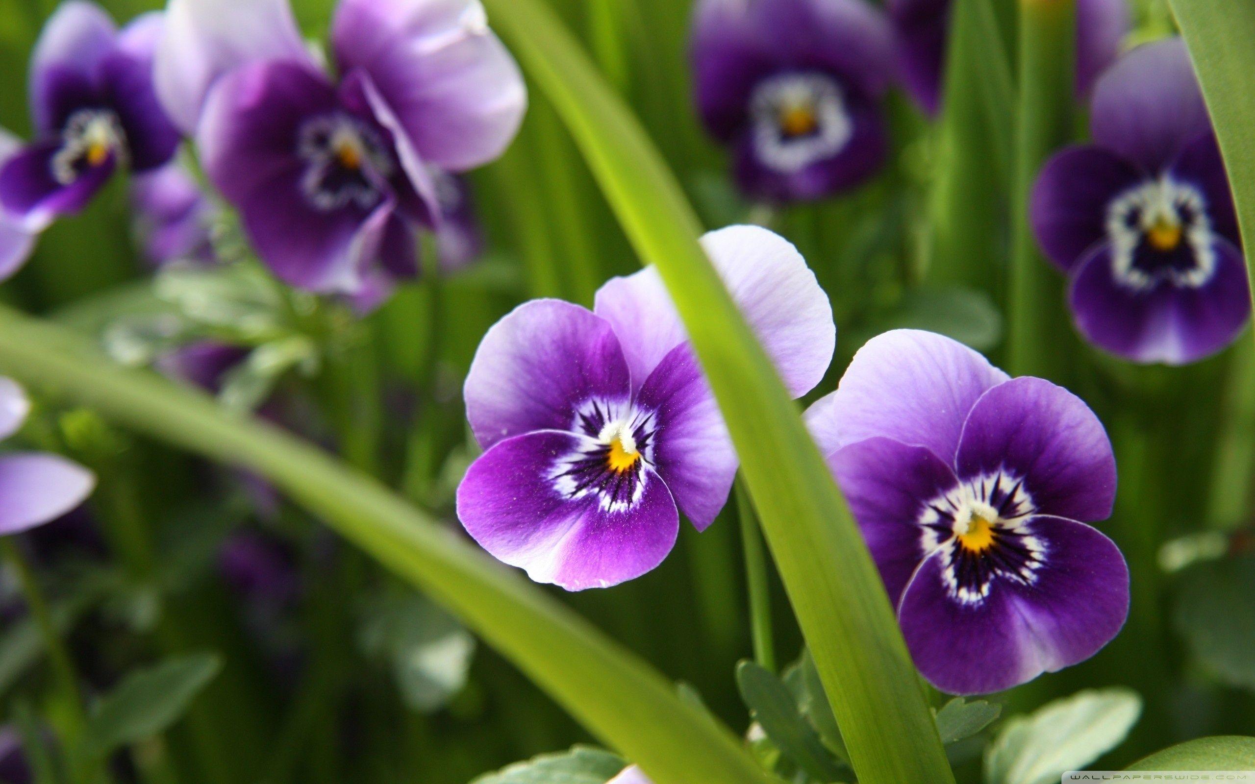 2560x1600 Pansy Flowers Wallpaper HD Picture