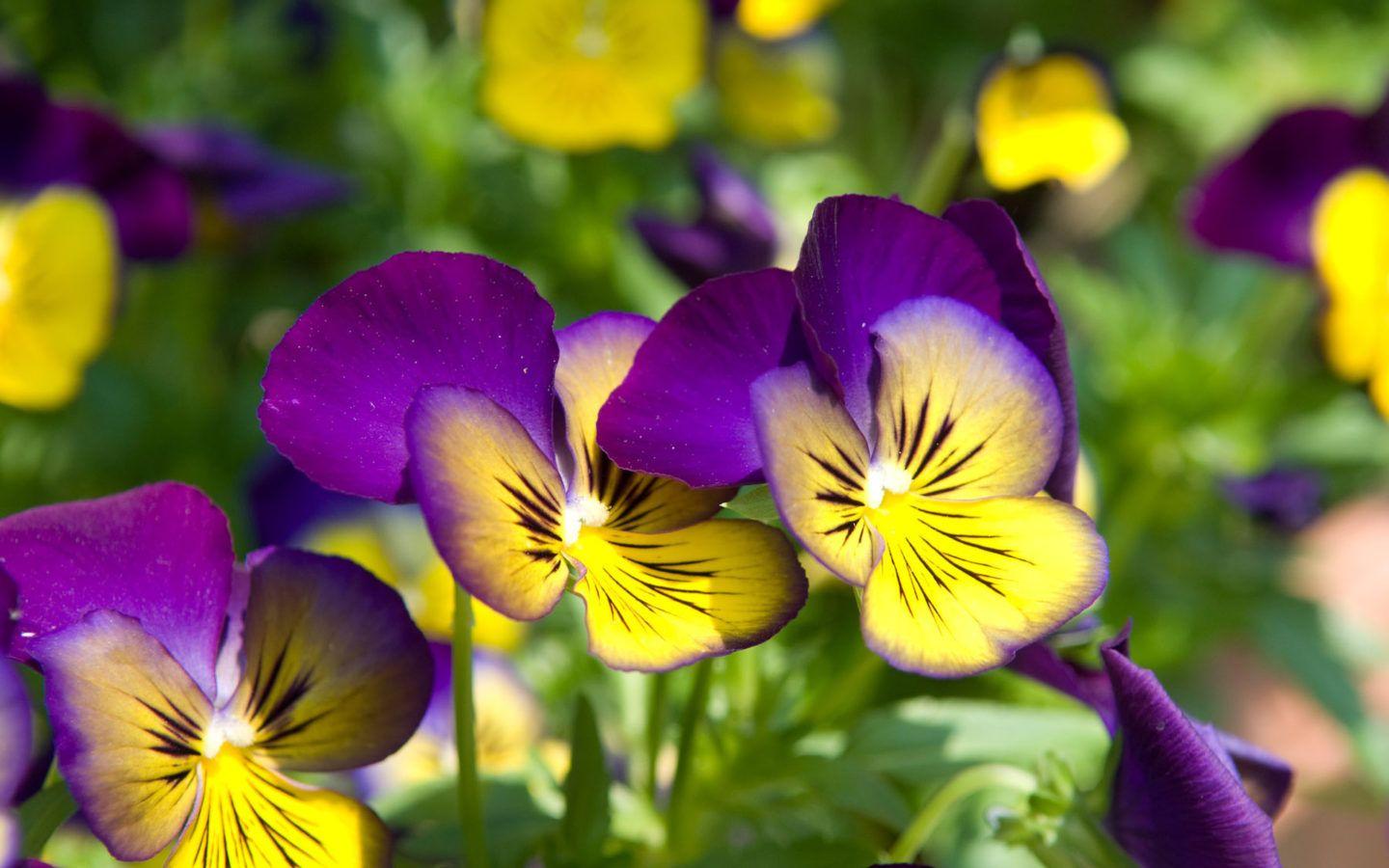 Pansy Wallpapers - Top Free Pansy Backgrounds - WallpaperAccess