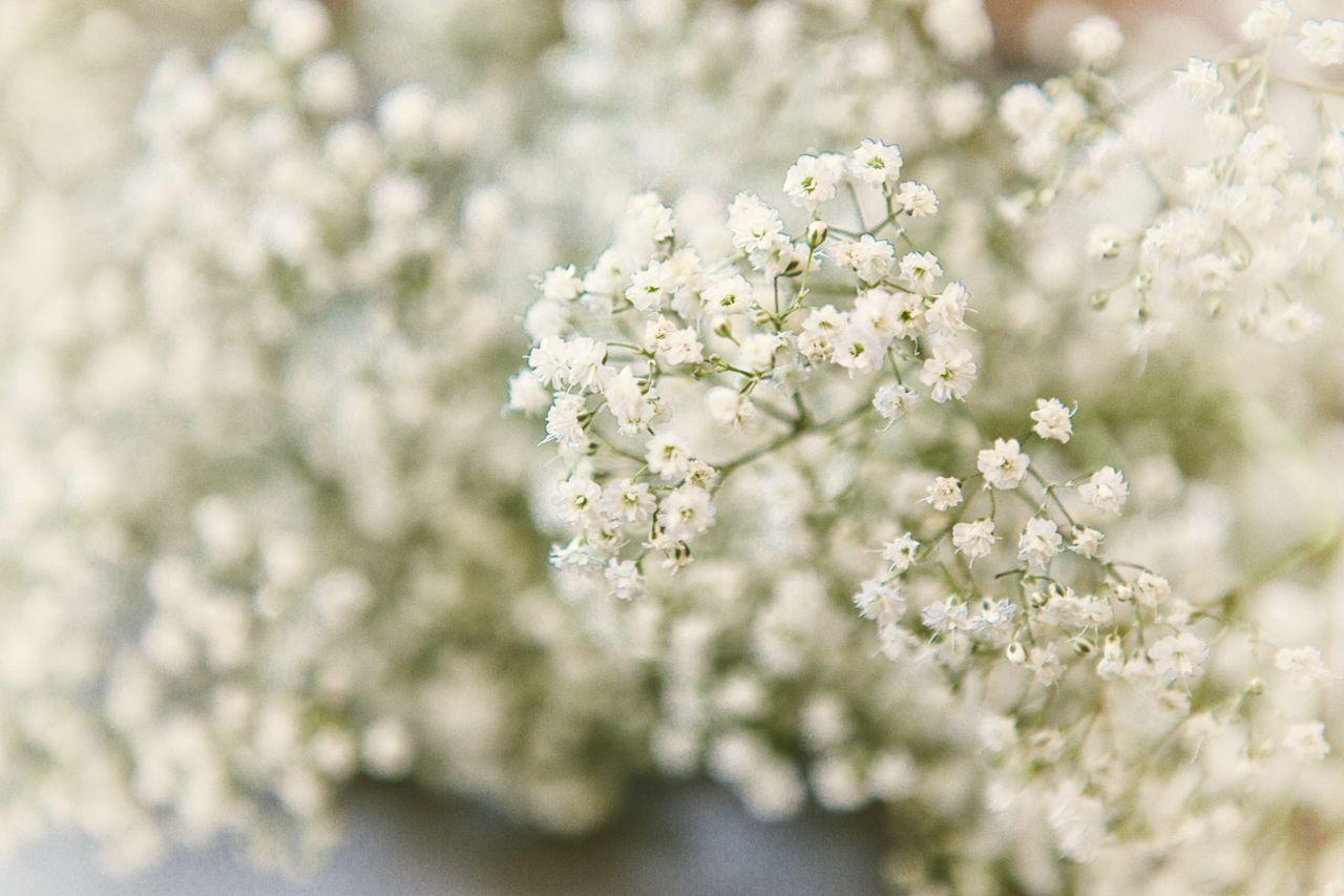 Baby Breath Wallpapers - Top Free Baby Breath Backgrounds - WallpaperAccess