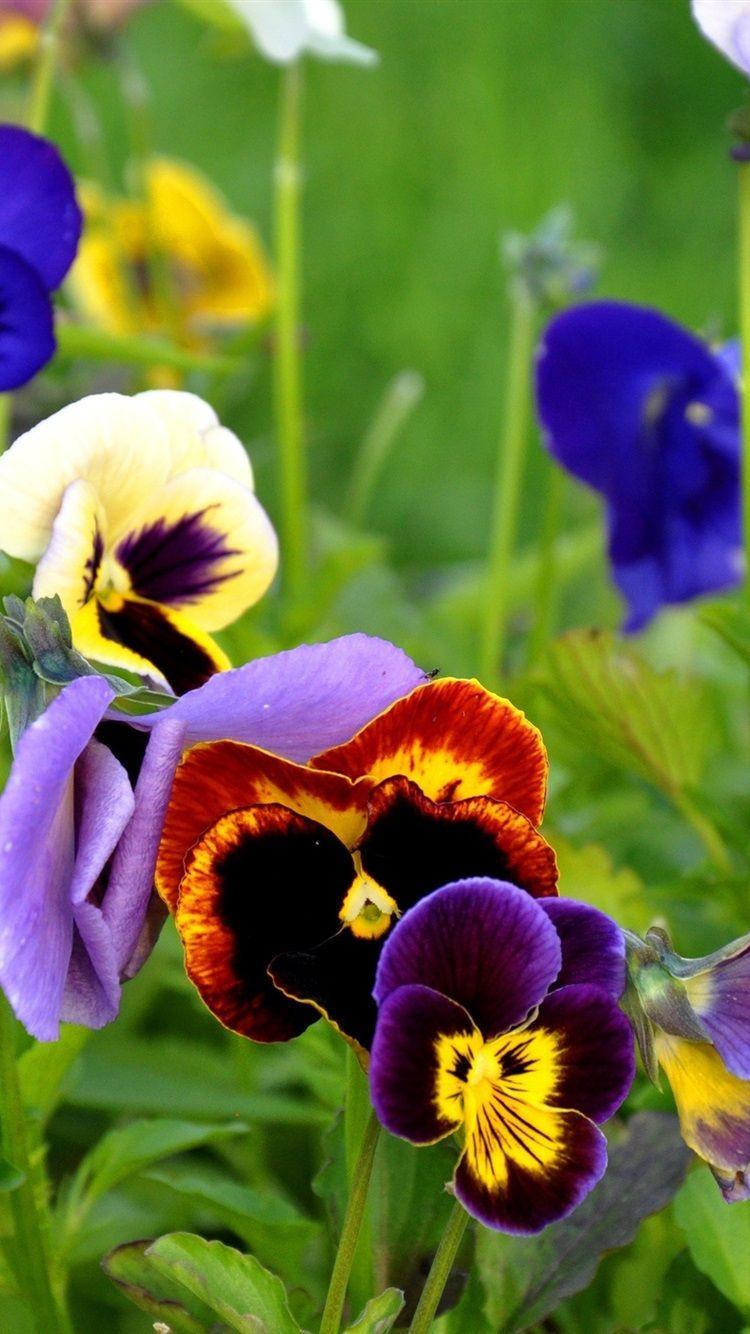 750x1334 Flowers Close Up, Pansies 750x1334 IPhone 8 7 6 6S Wallpaper
