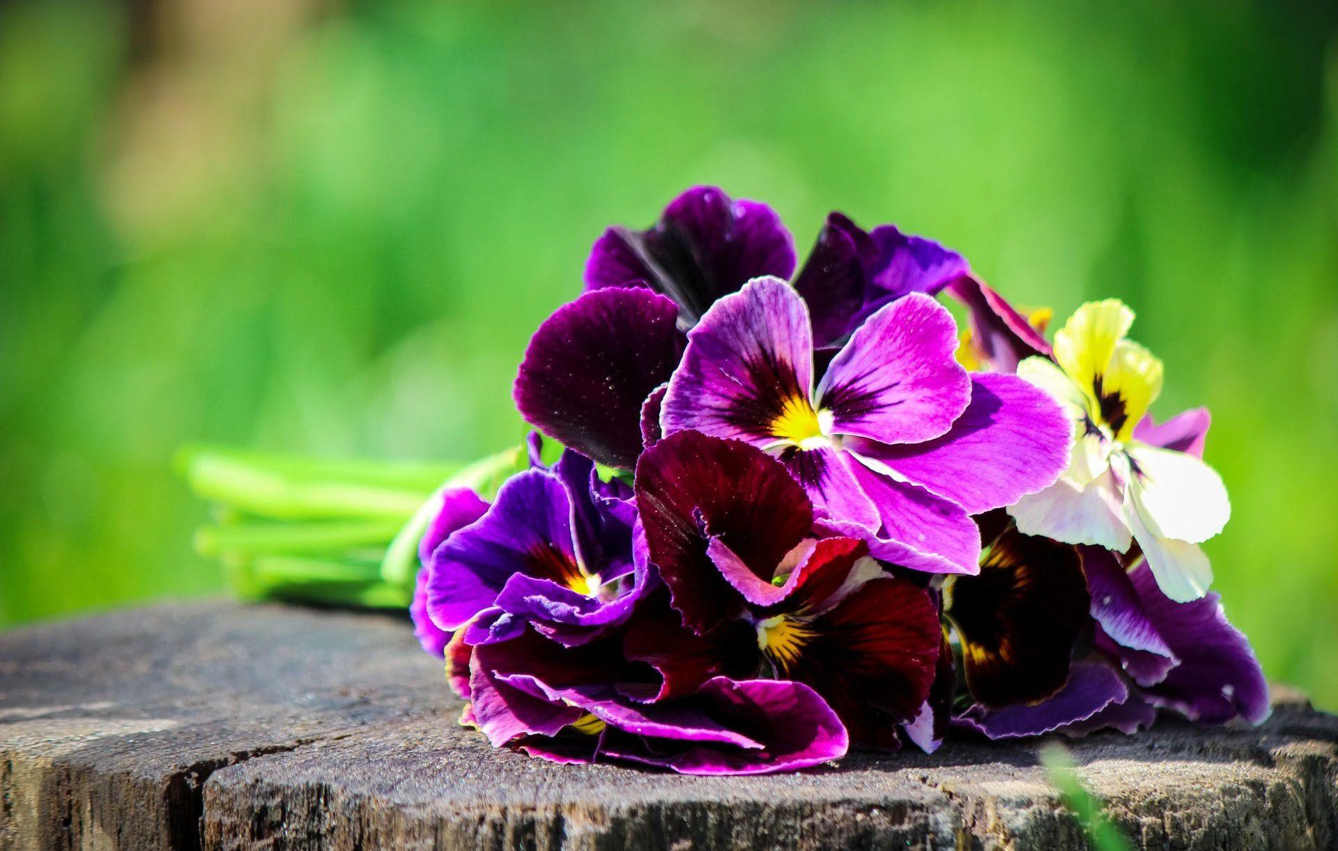 1920x1221 Pansy Wallpaper, Picture, Image