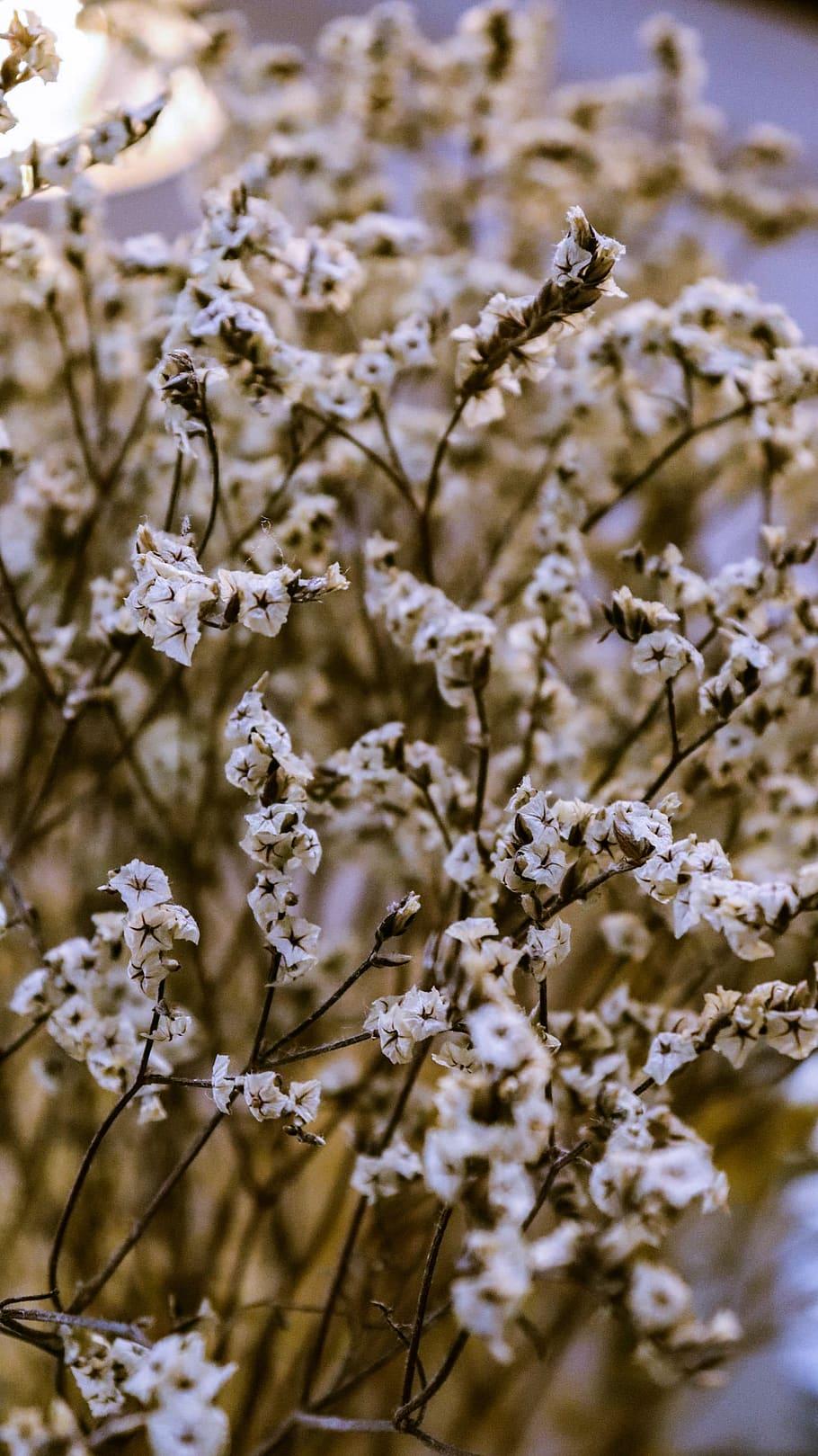 910x1619 HD wallpaper: white baby's breath flowers, plant, flowering plant