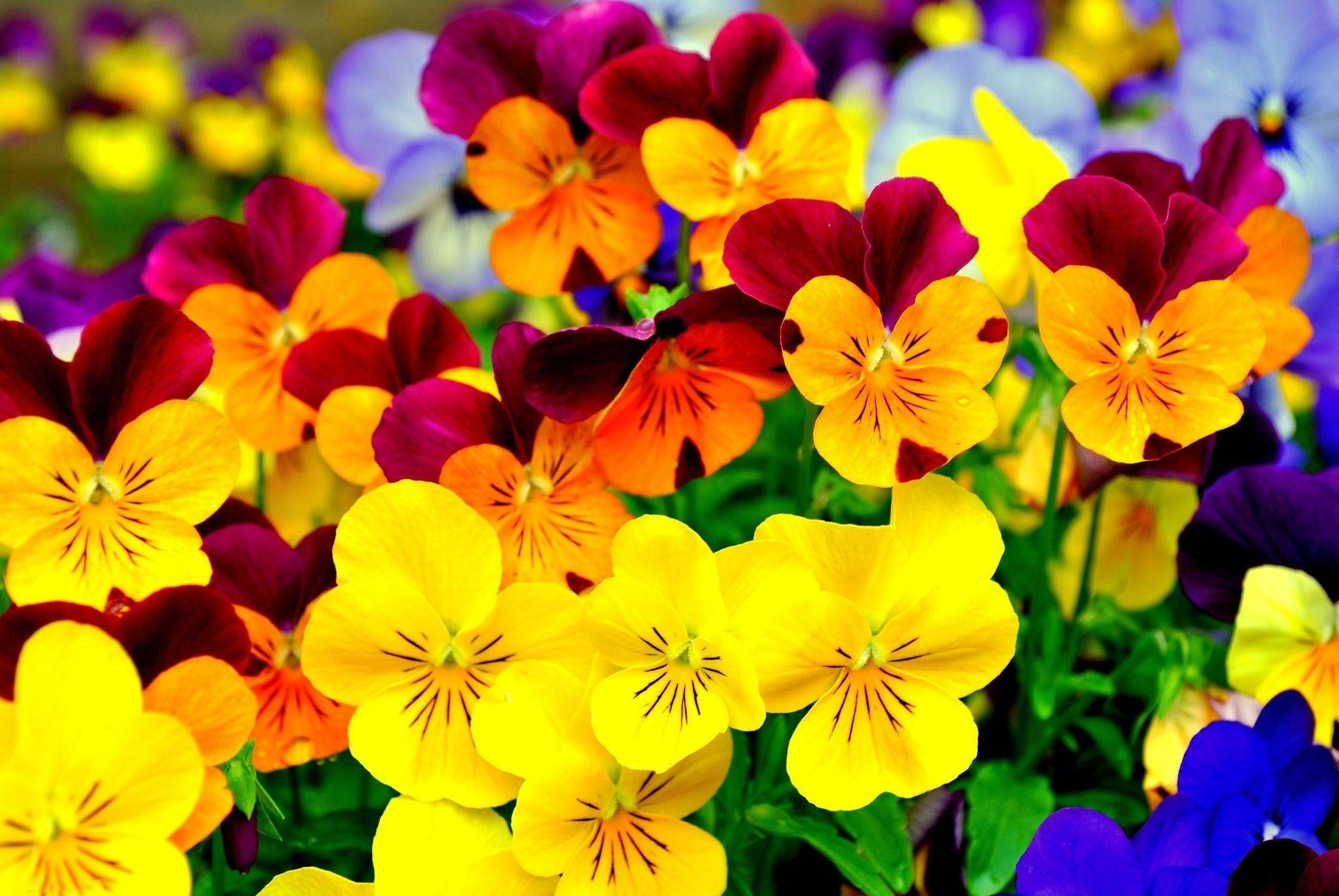 2048x1371 flowers, Pansies, Colorful Wallpaper HD / Desktop and Mobile