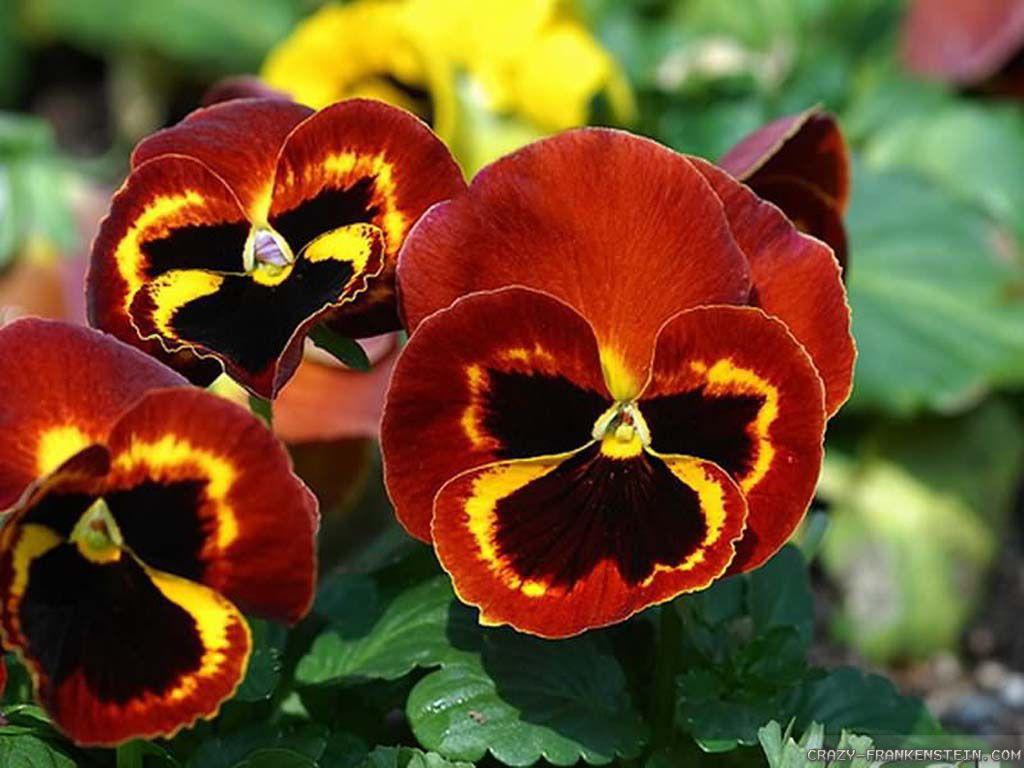 Pansy Wallpapers - Top Free Pansy Backgrounds - WallpaperAccess