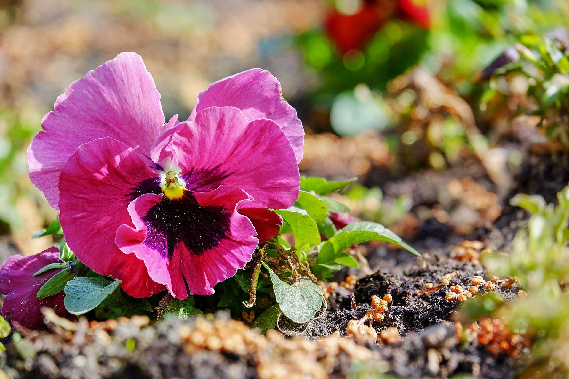 1920x1280 Pansy Flowers Wallpaper HD Free Download