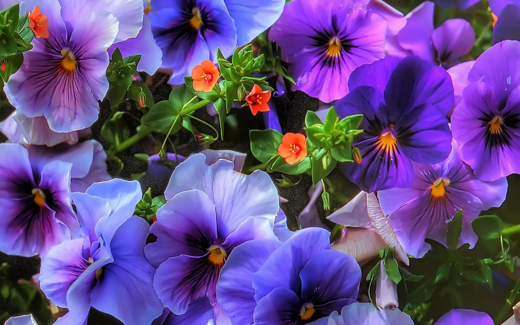Pansy Wallpapers - Top Free Pansy Backgrounds - WallpaperAccess