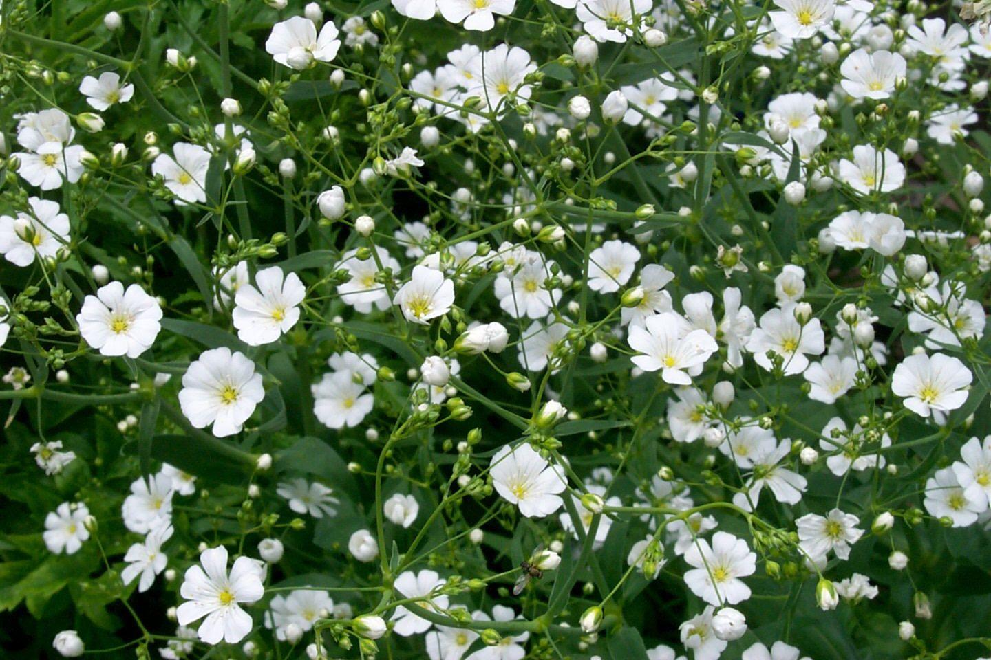 1440x960 Flowers Desktop Wallpaper: Baby's Breath