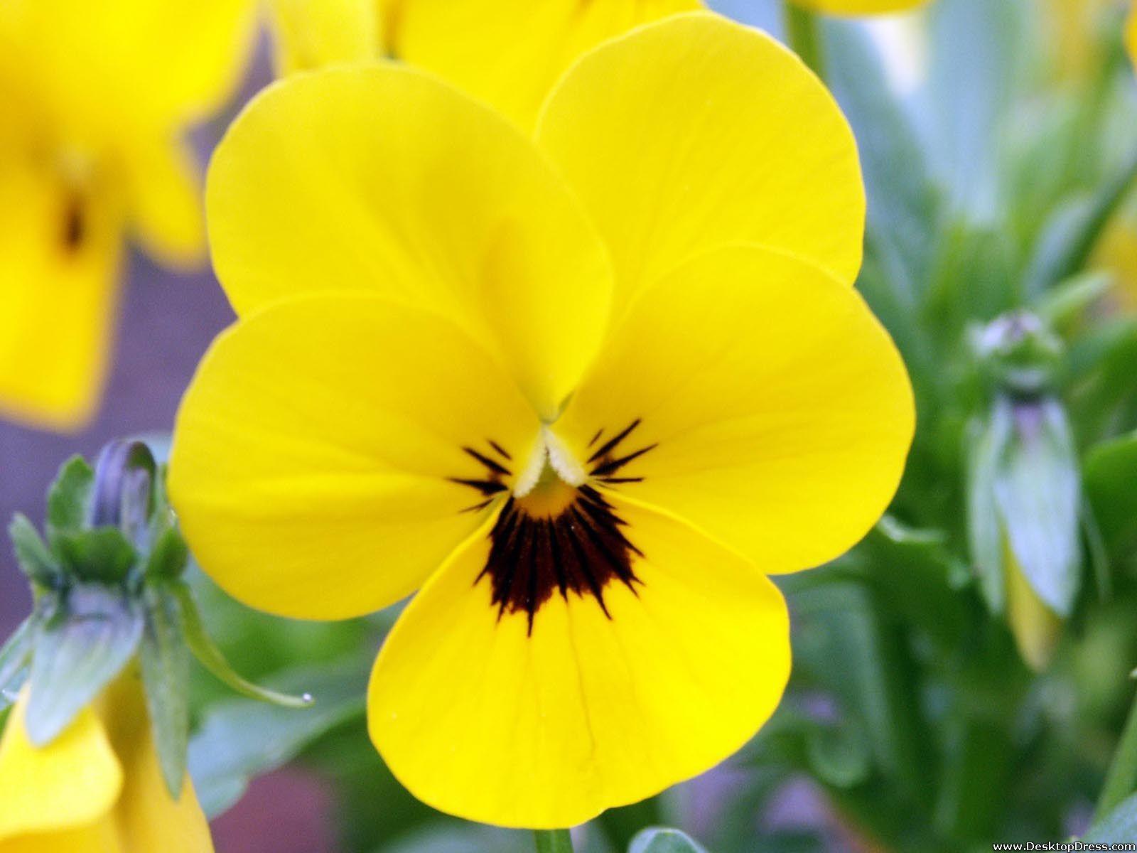1600x1200 Desktop Wallpaper Flowers Background Yellow Pansy