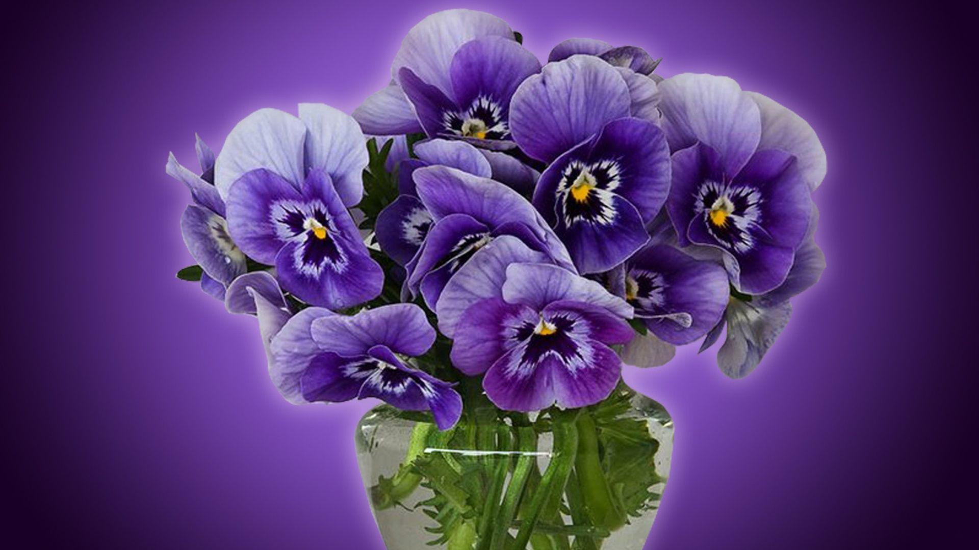 1920x1080 Pansy bowl of water flower purple wallpaperx1080