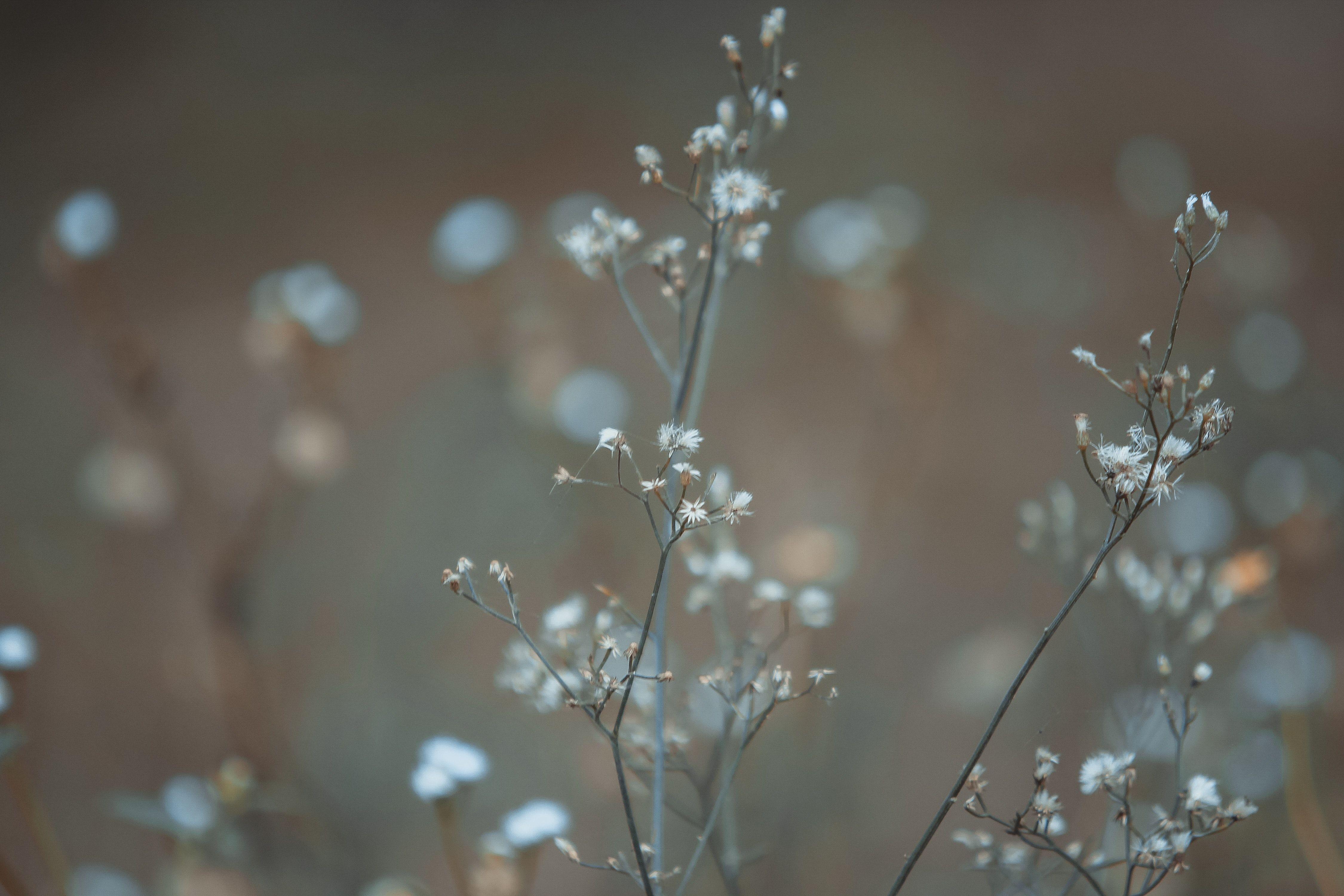 Baby Breath Wallpapers - Top Free Baby Breath Backgrounds - WallpaperAccess