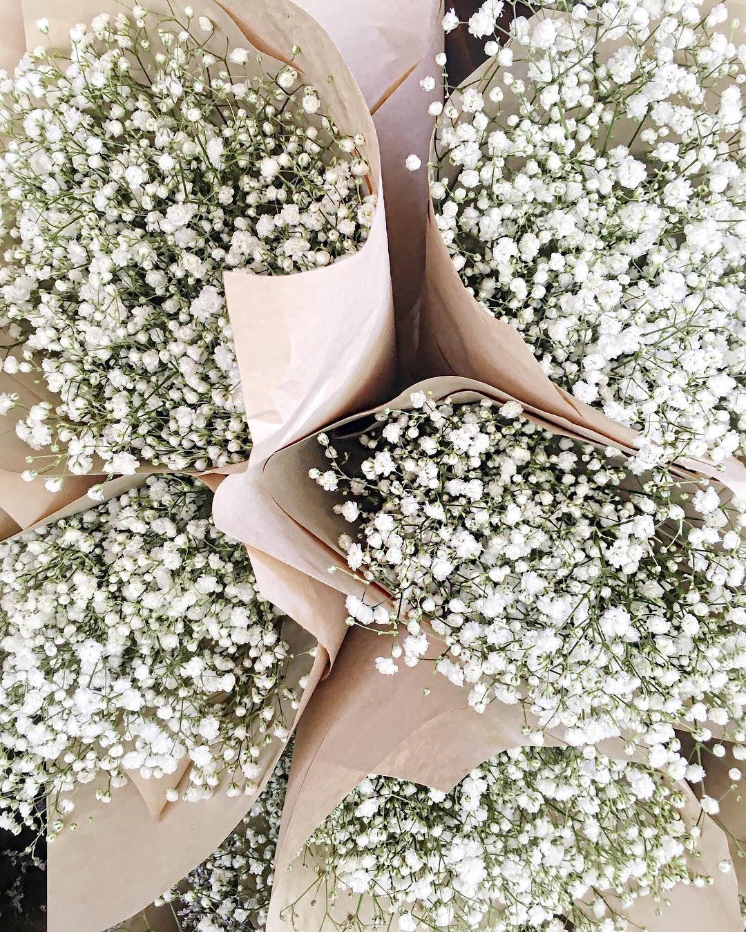 Baby Breath Wallpapers Top Free Baby Breath Backgrounds WallpaperAccess