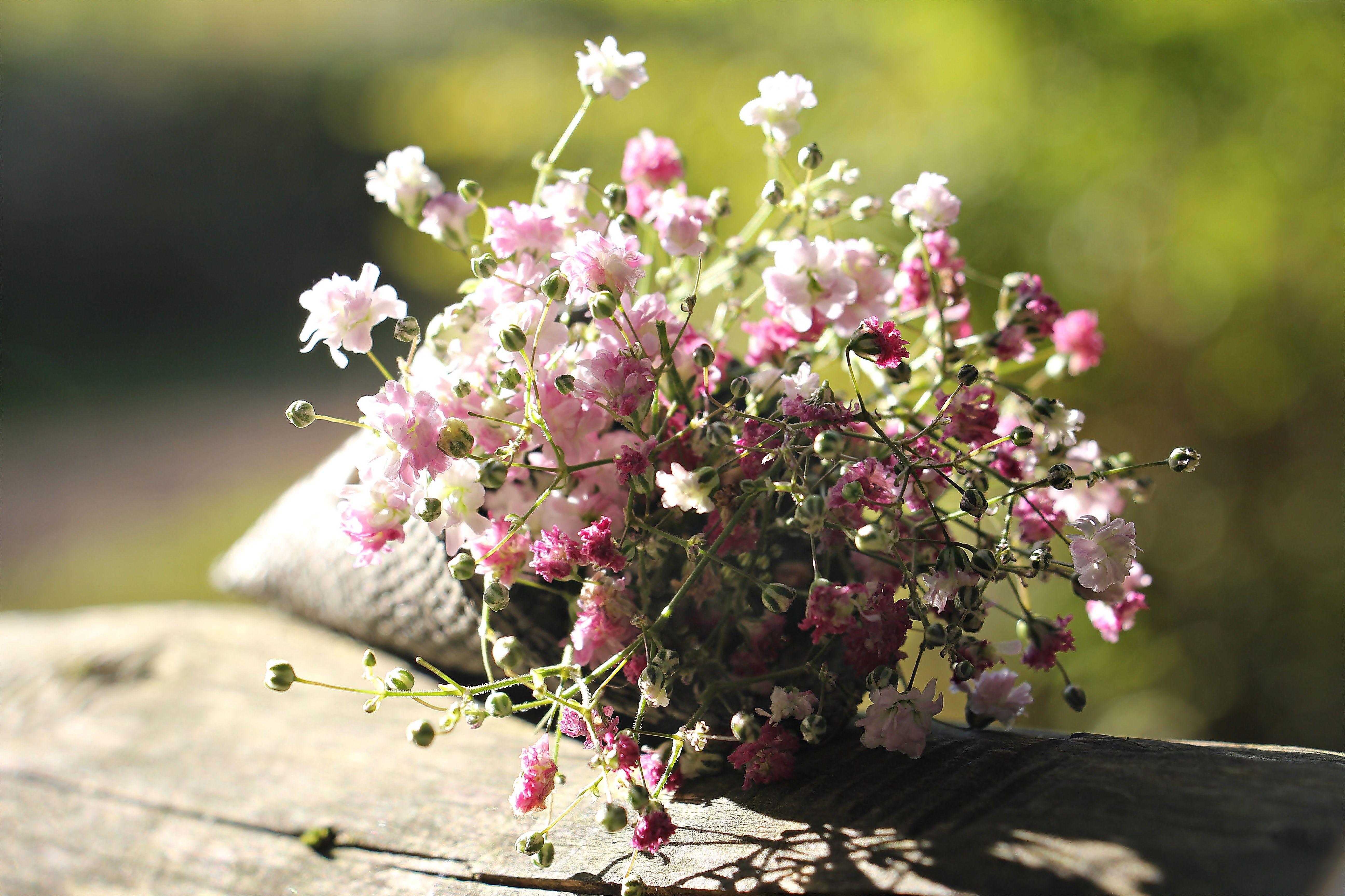 Baby Breath Wallpaper