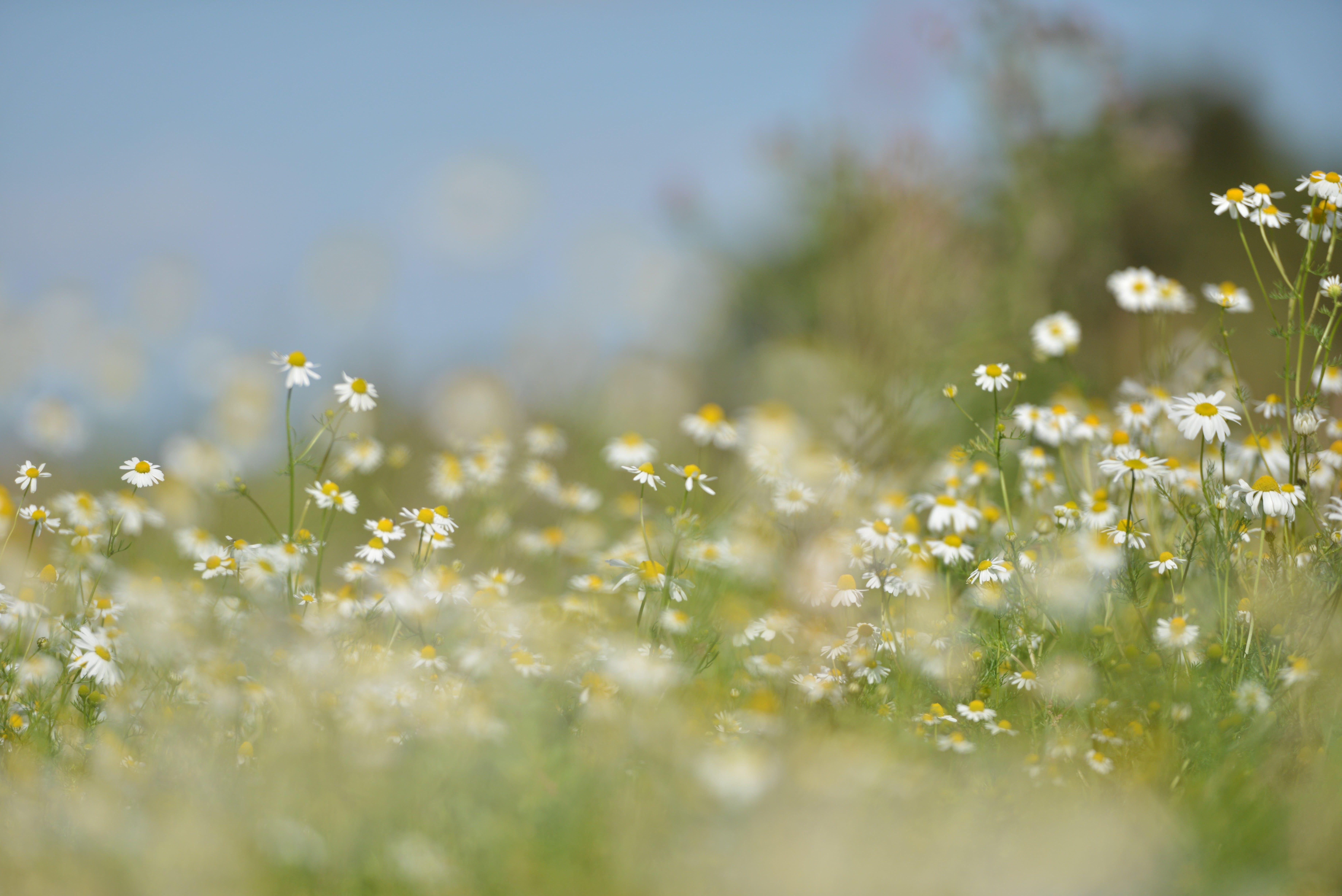 Baby Breath Wallpaper