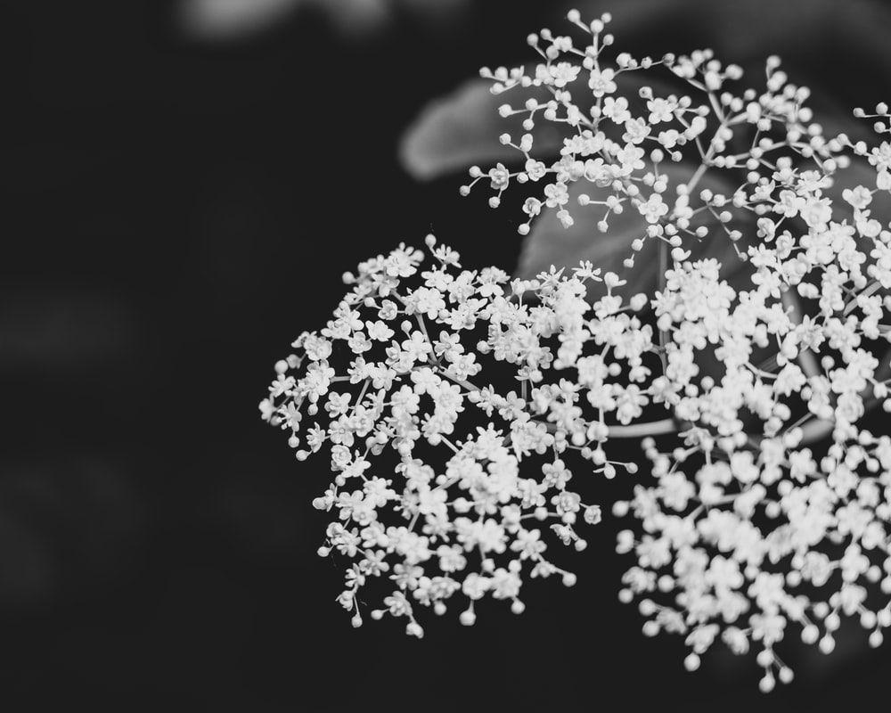 1000x800 white baby's breath flower photo