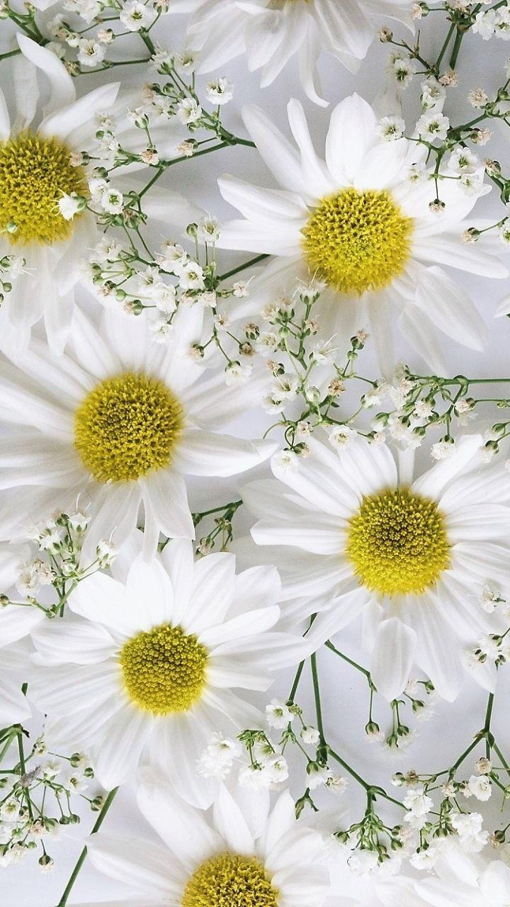 720x1280 Earth Flower (720x1280) Wallpaper
